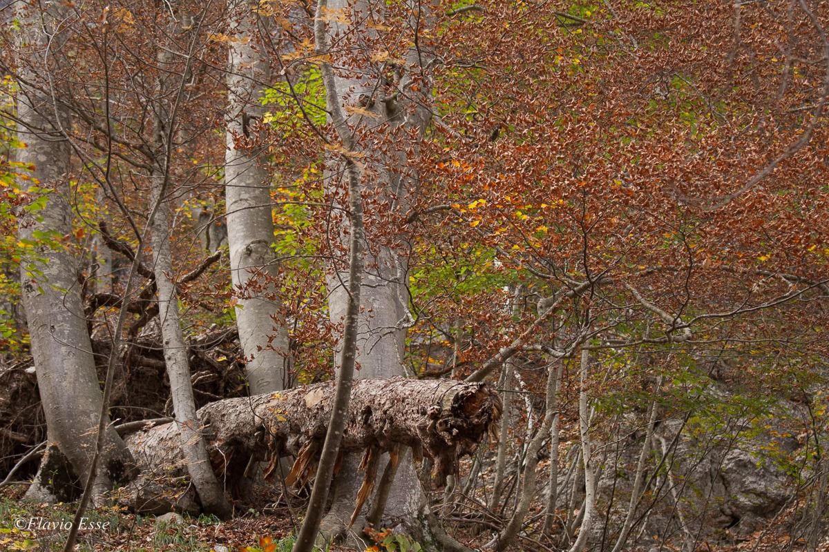 Camosciara (interno bosco)
