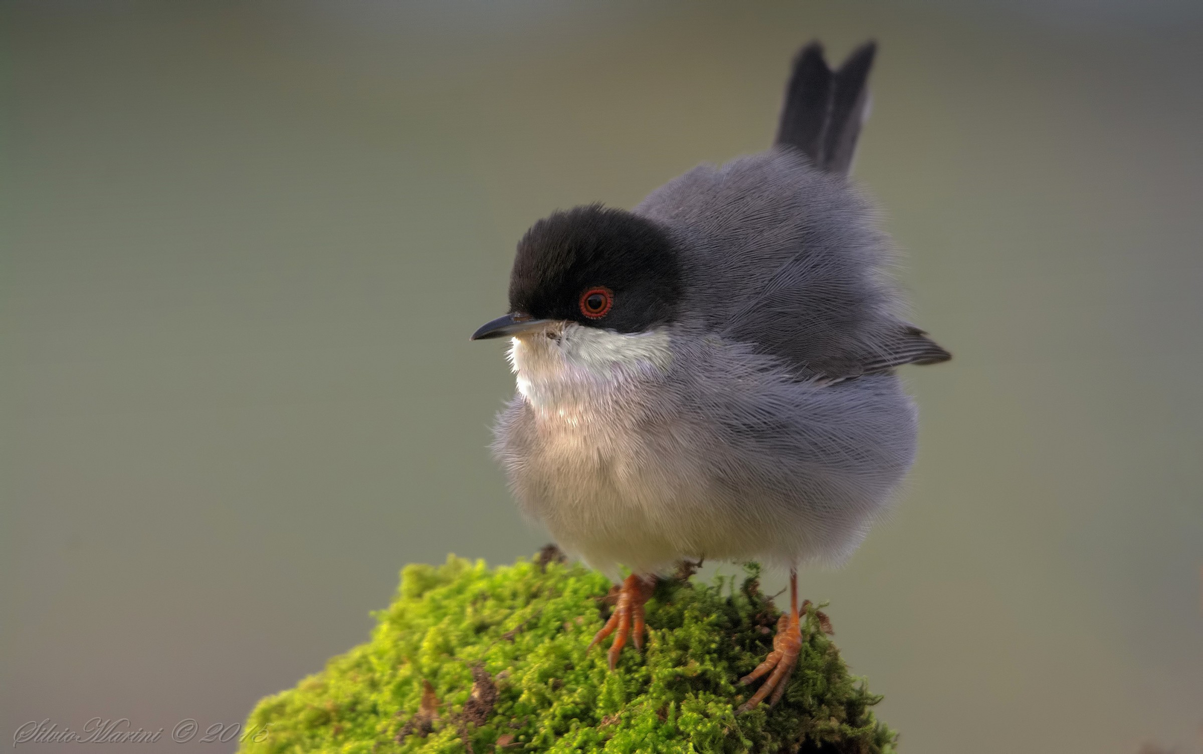 Occhiocotto (Sylvia melanocephala) maschio arruffato