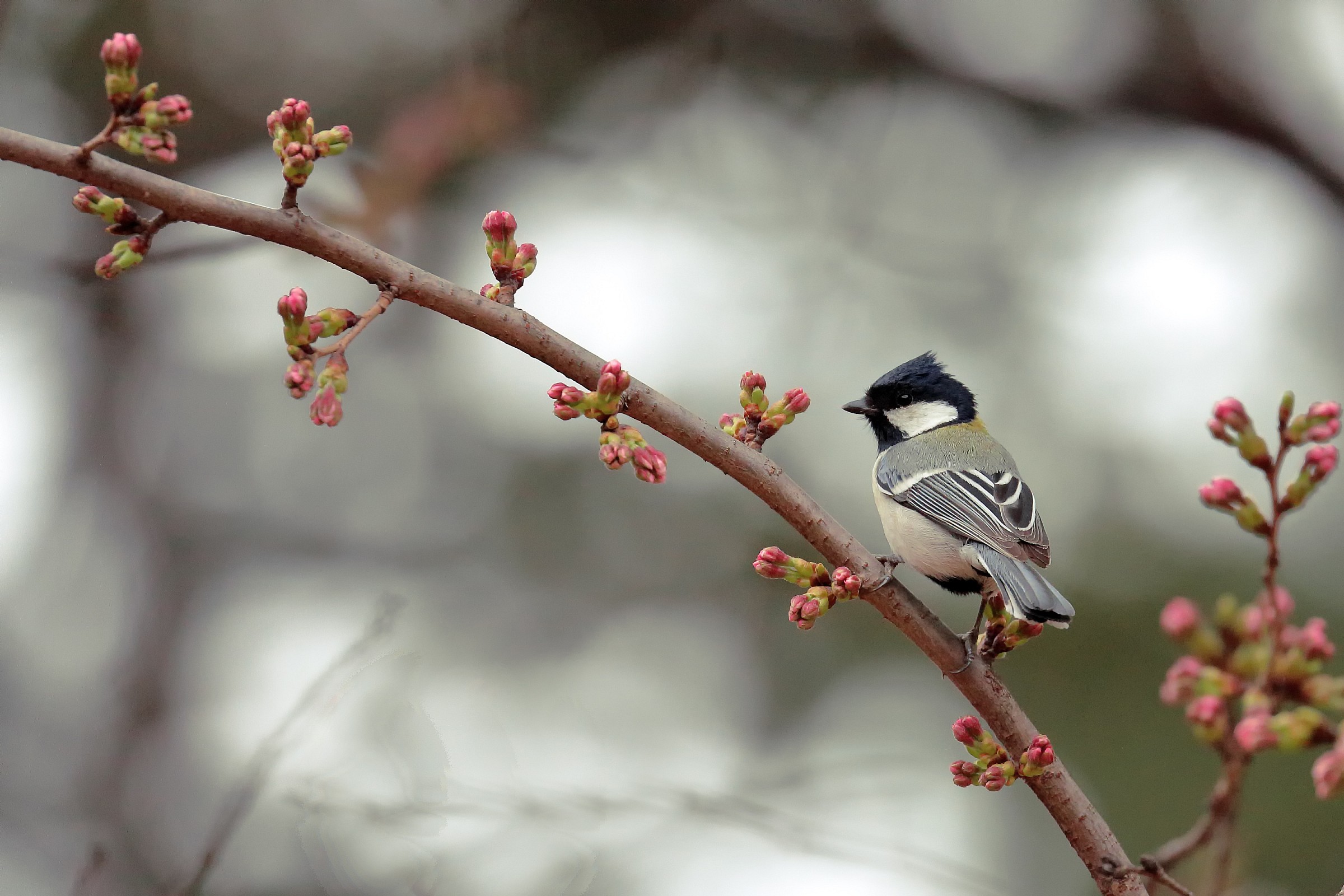 Cincia Mora -  prova con 100-400 II + 1,4iii