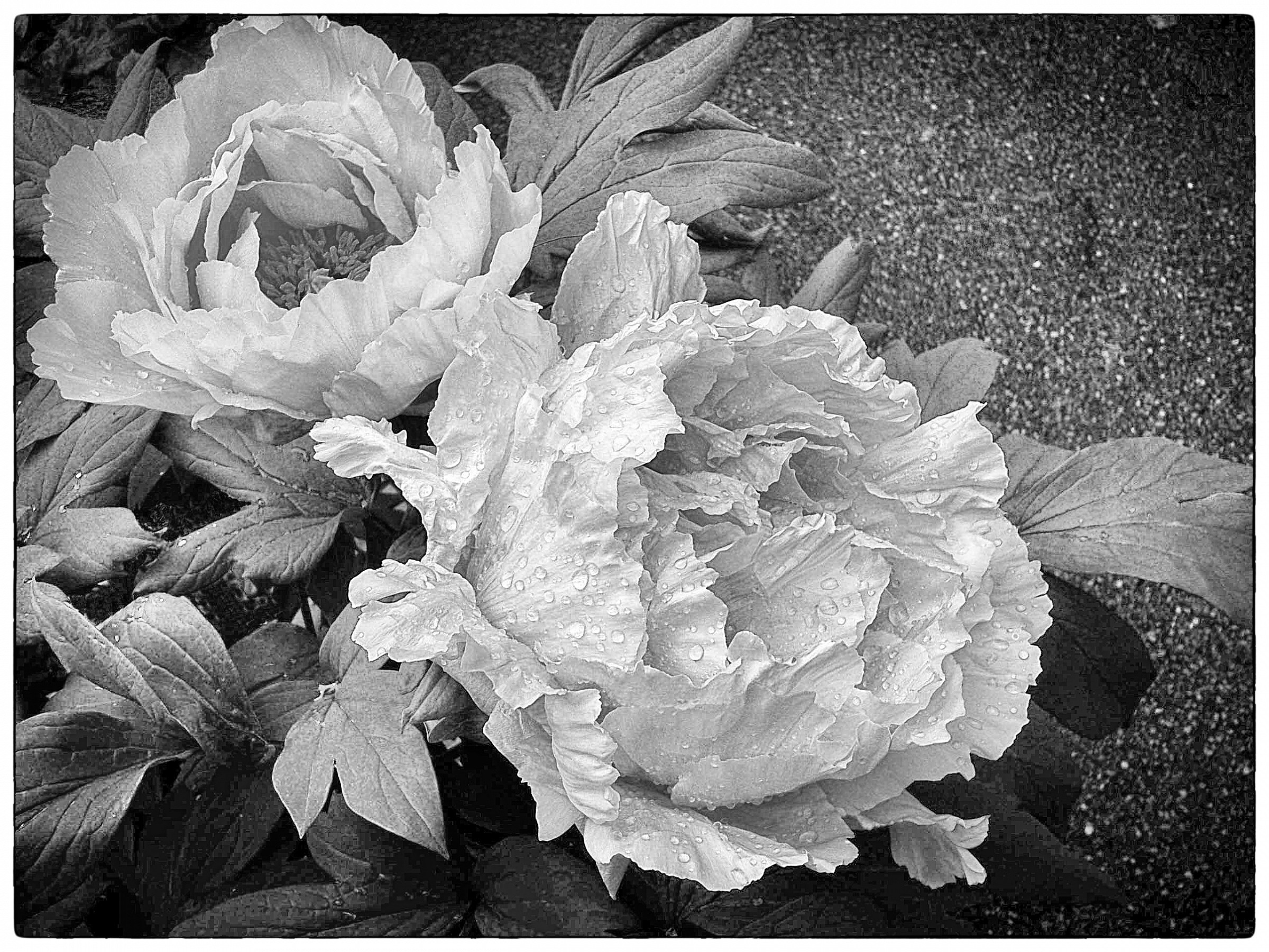 Fiori bianchi per te