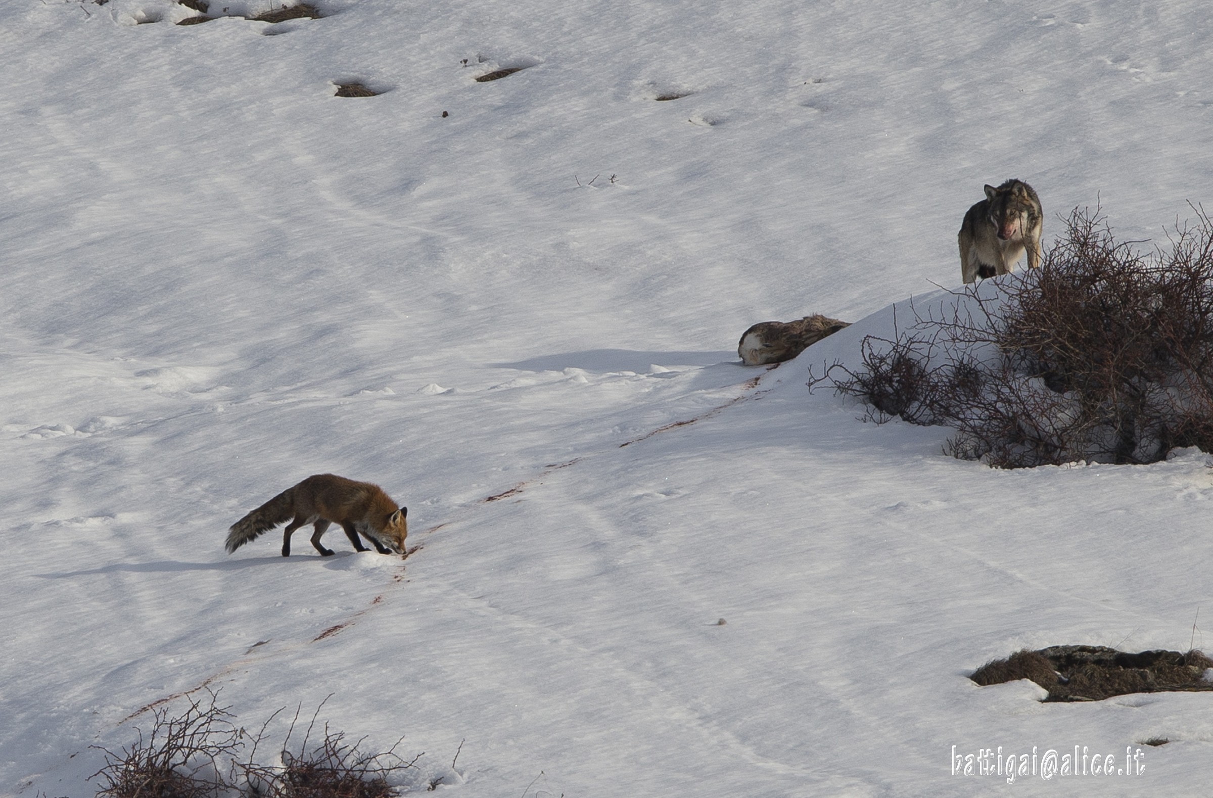 wolf predation on deer