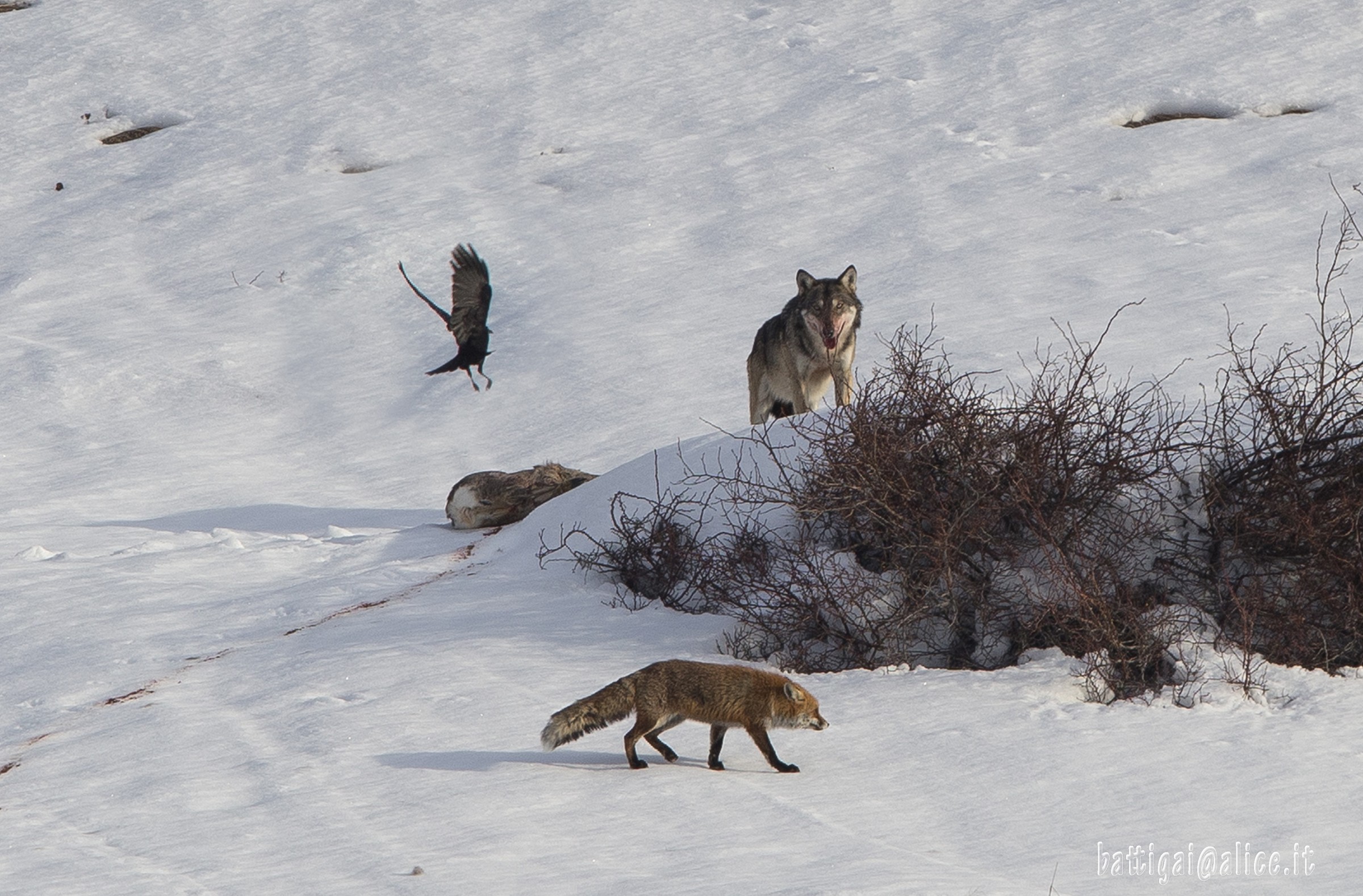 edazione wolf on Capriol