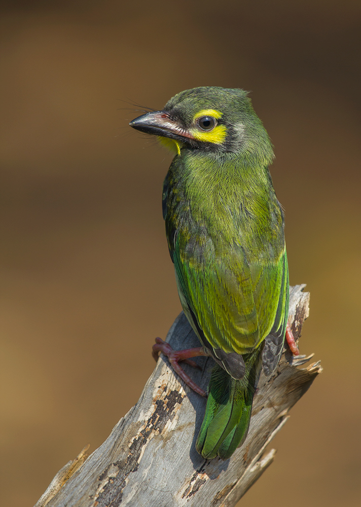 Coppersmith Barbet, Juvenile.