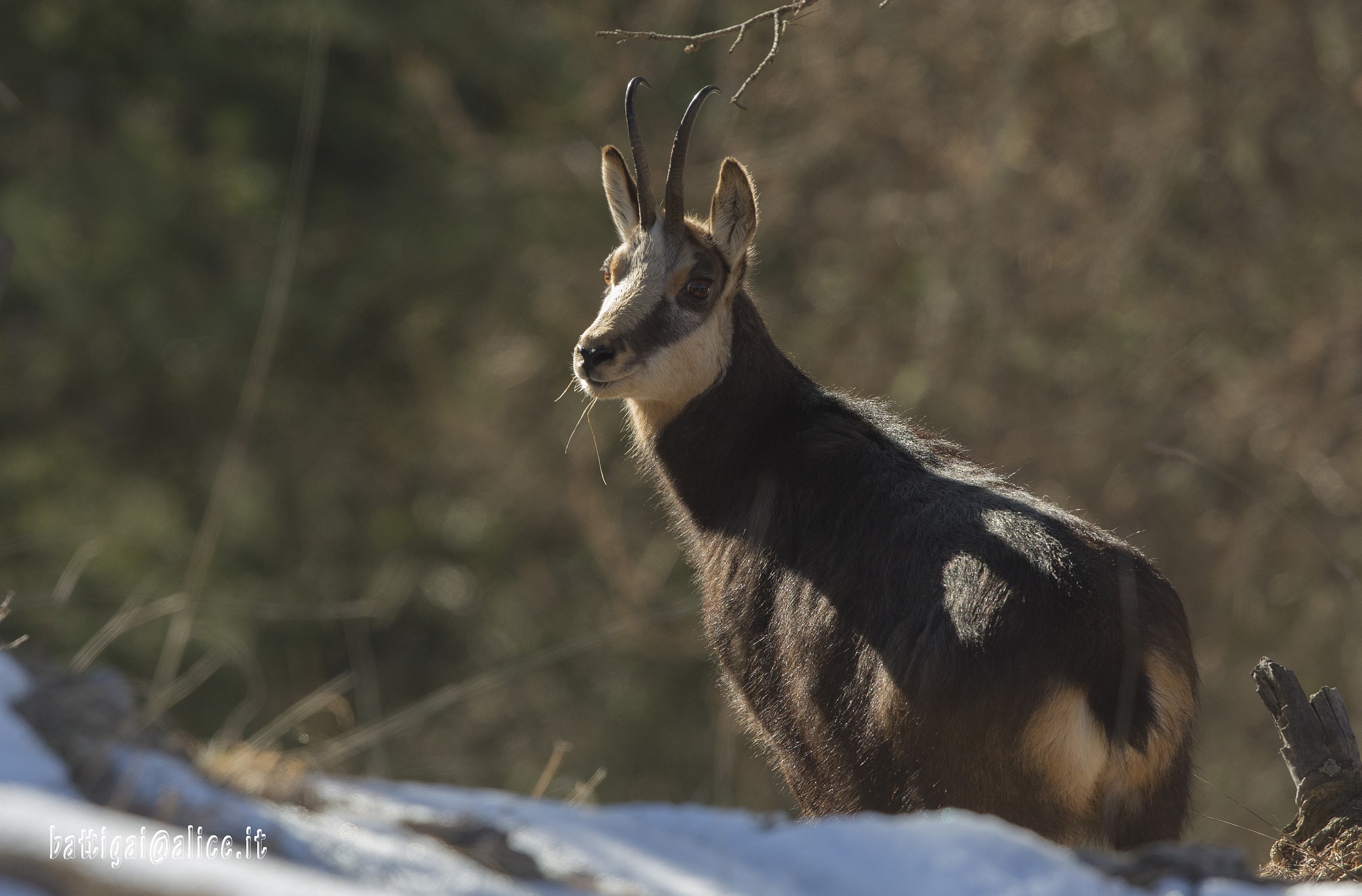 suede female horns are thin and slightly hooked