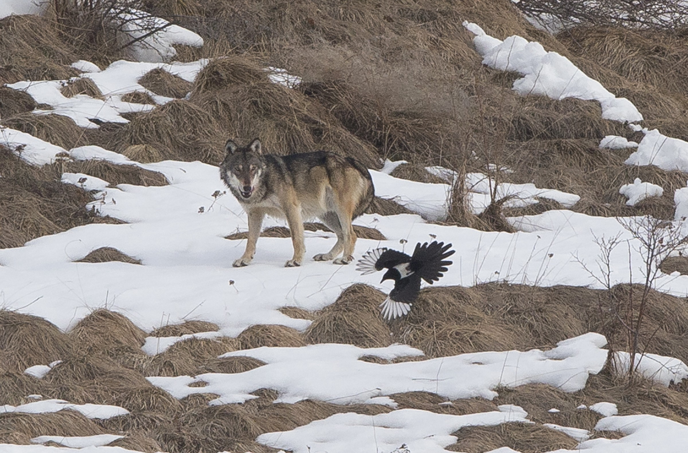 Lupo and magpie
