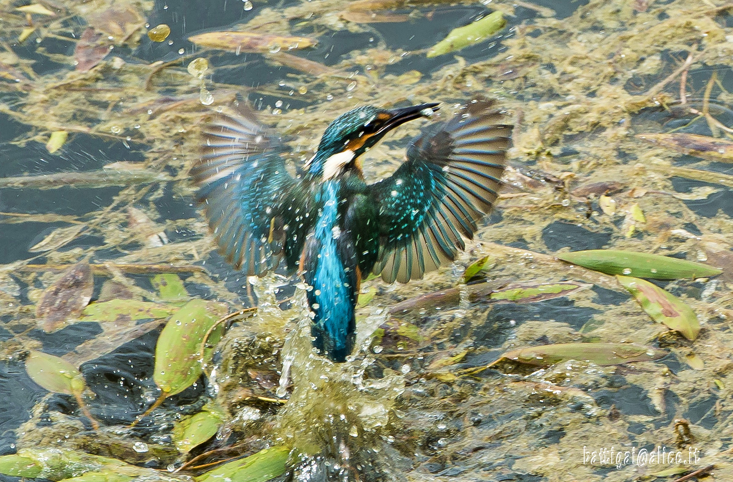 kingfisher