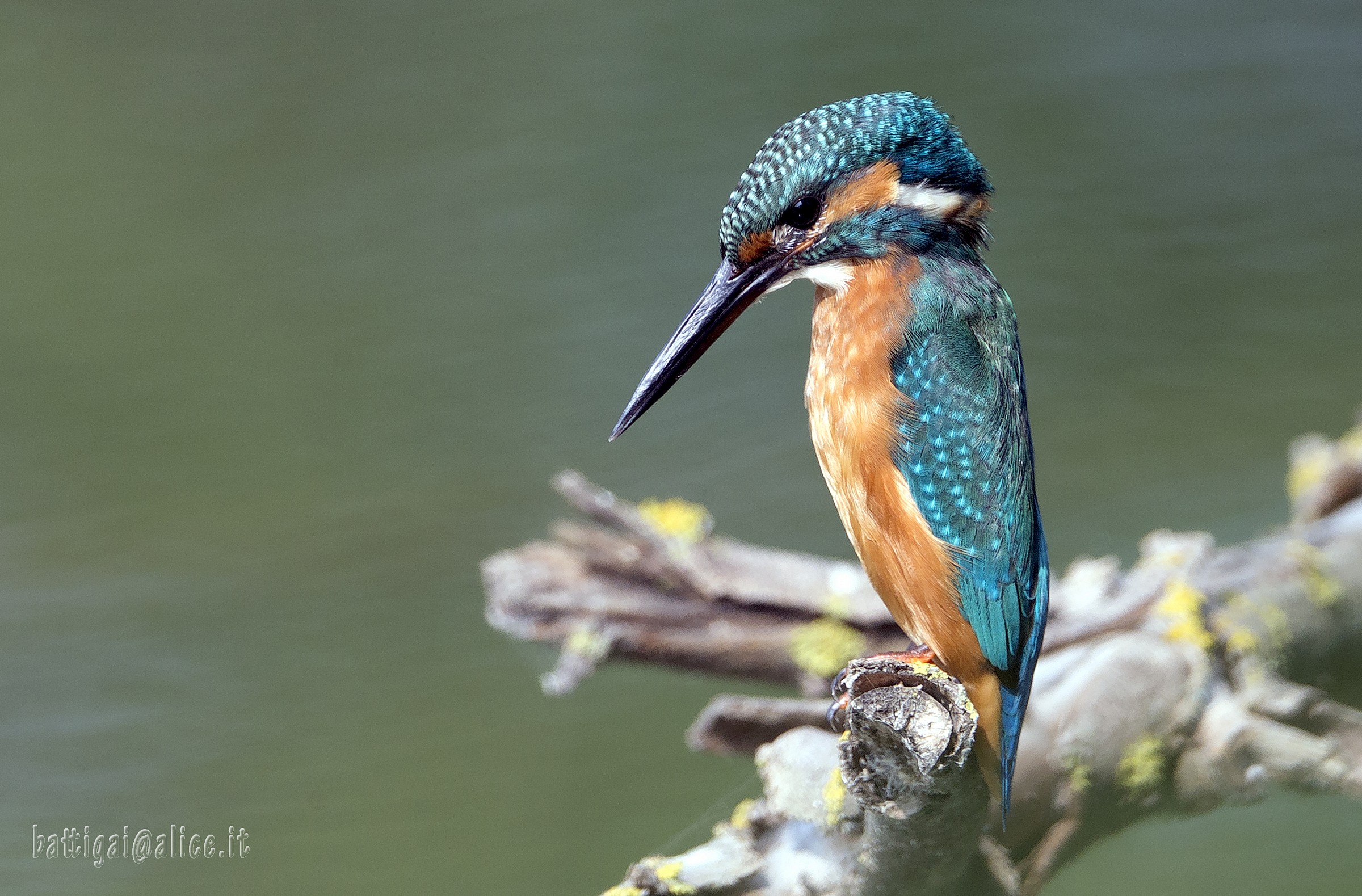 kingfisher