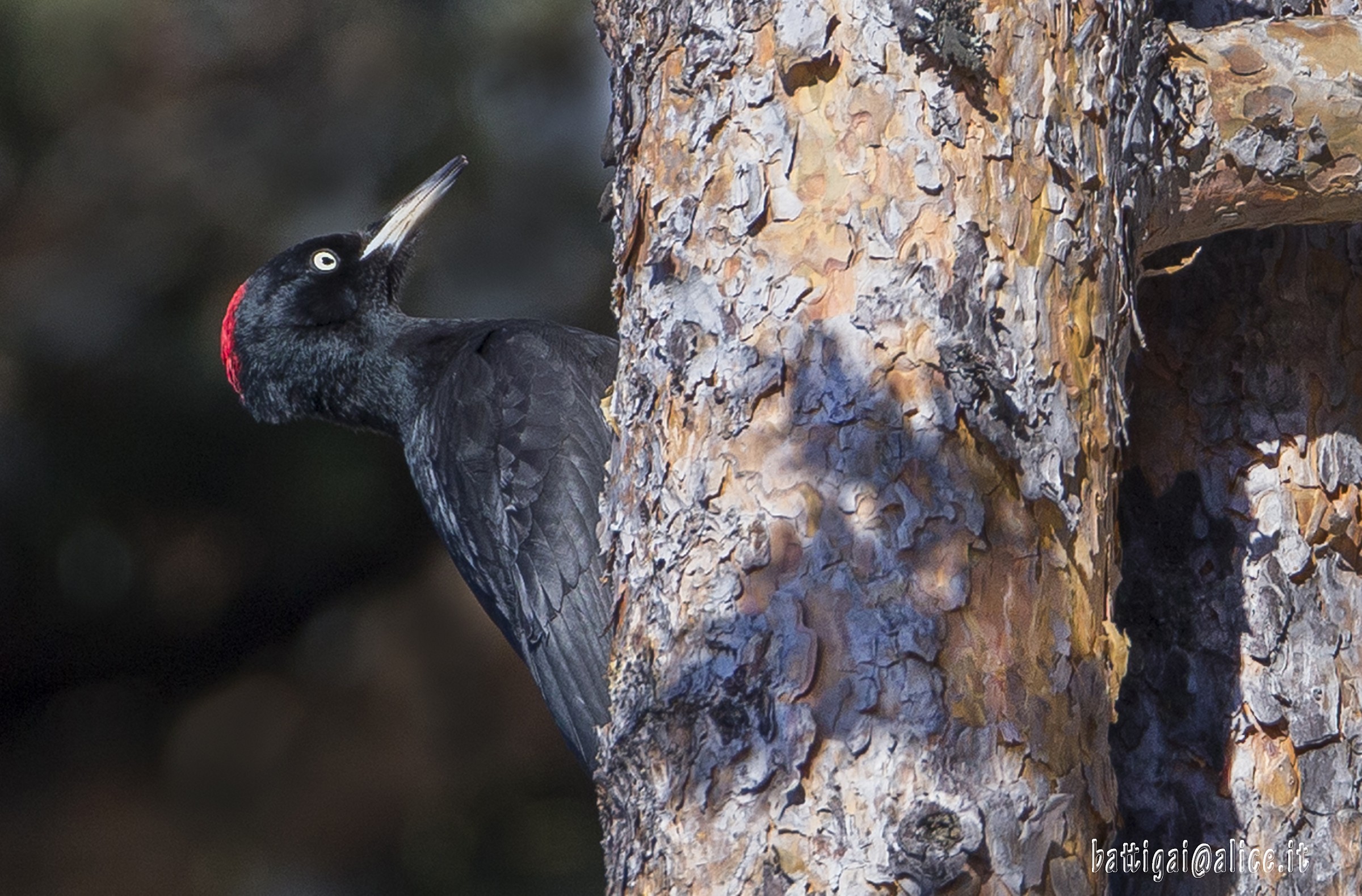 black woodpecker