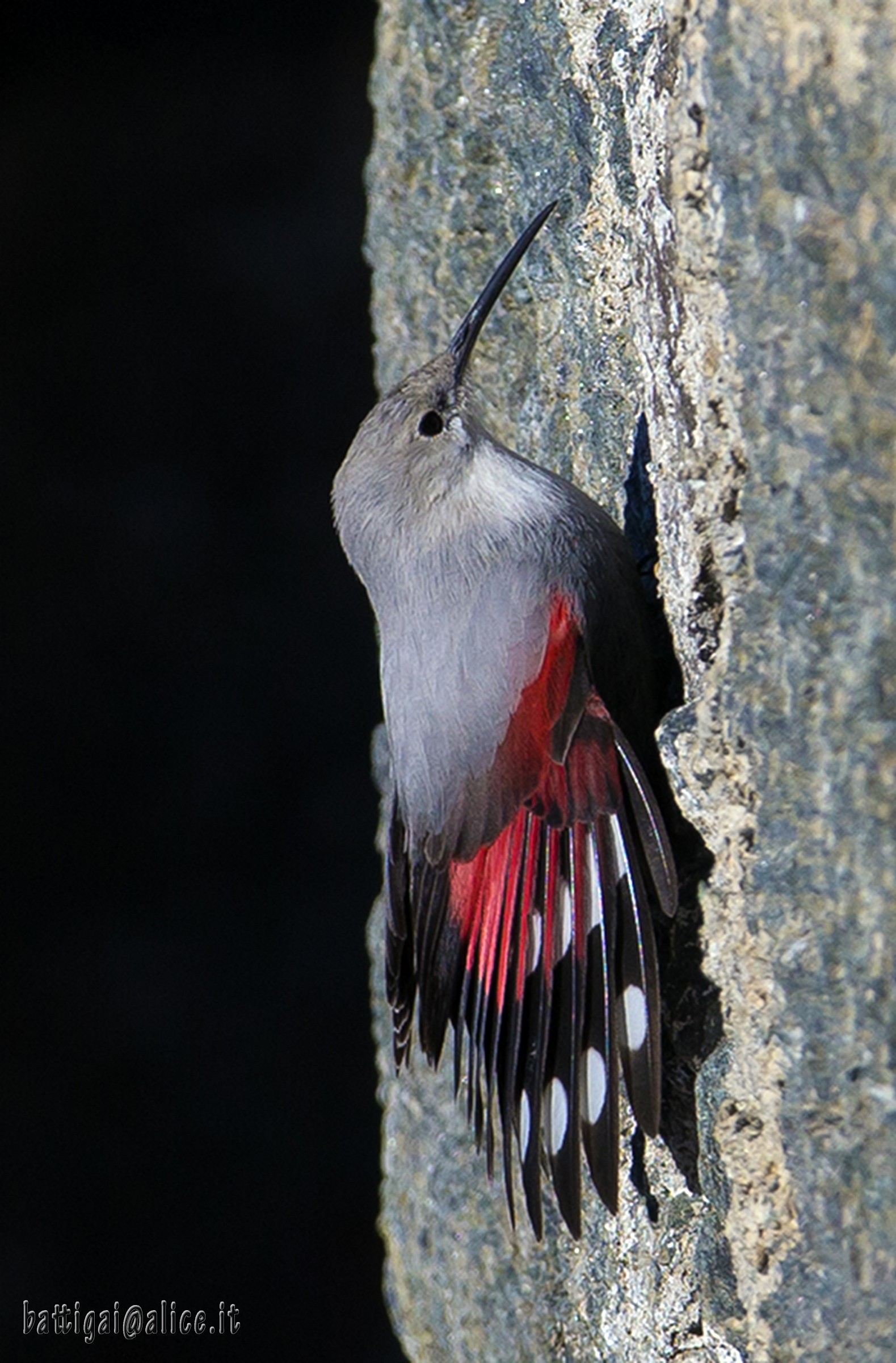 wallcreeper