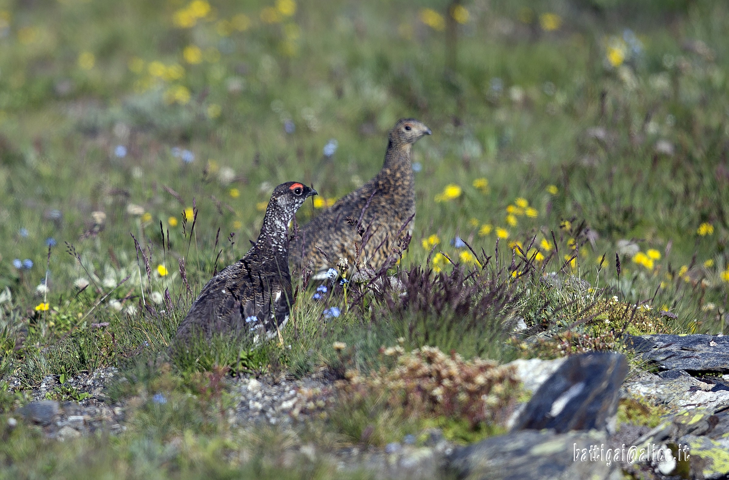 ptarmigan