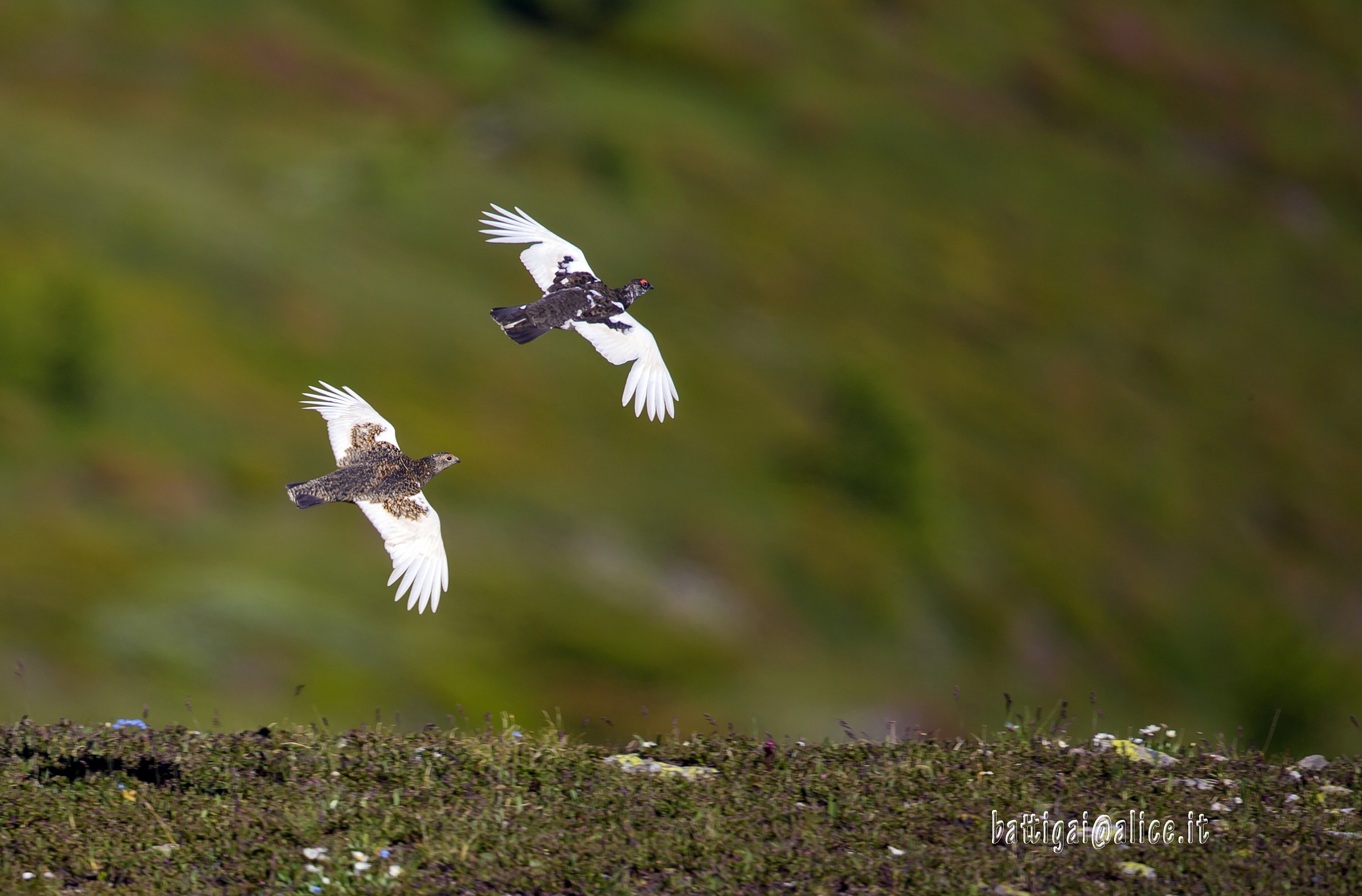 ptarmigan