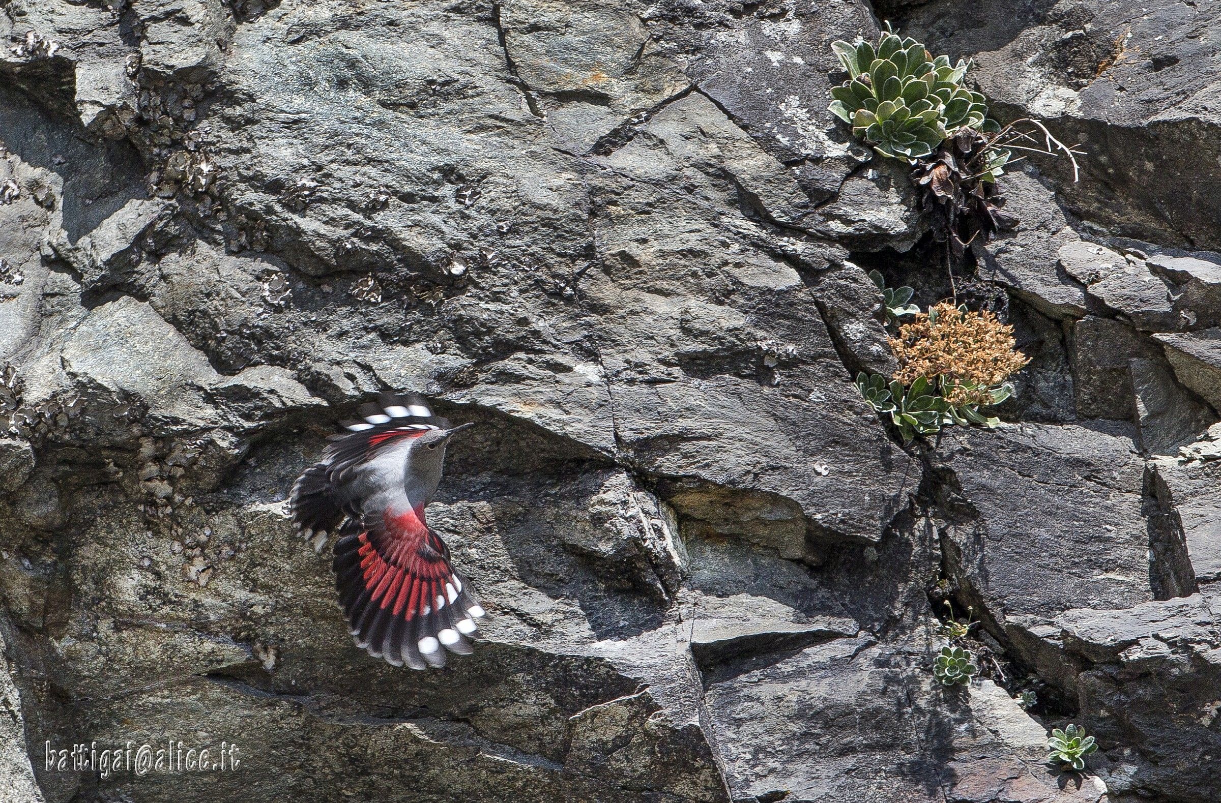 wallcreeper