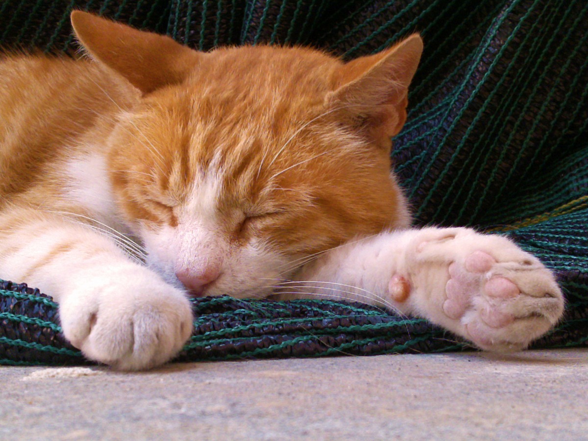 Red cat sleeping