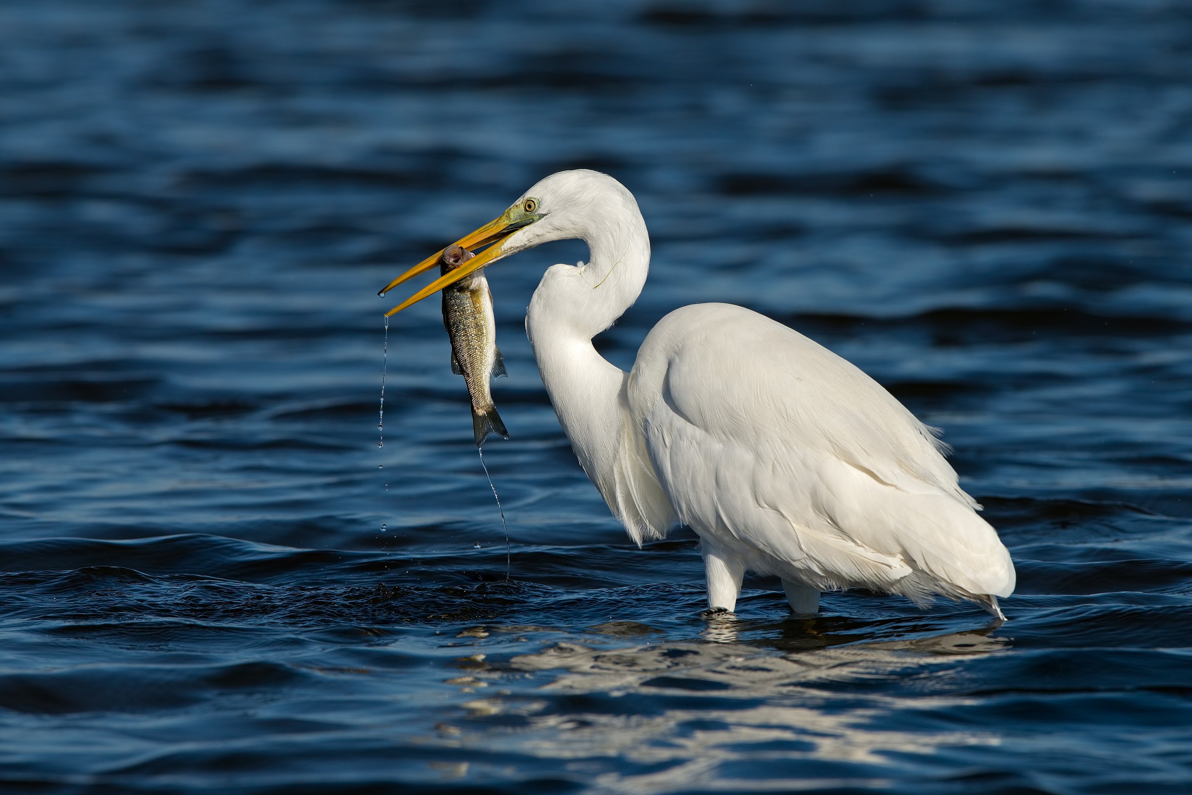 il 'bianco' e la spigola