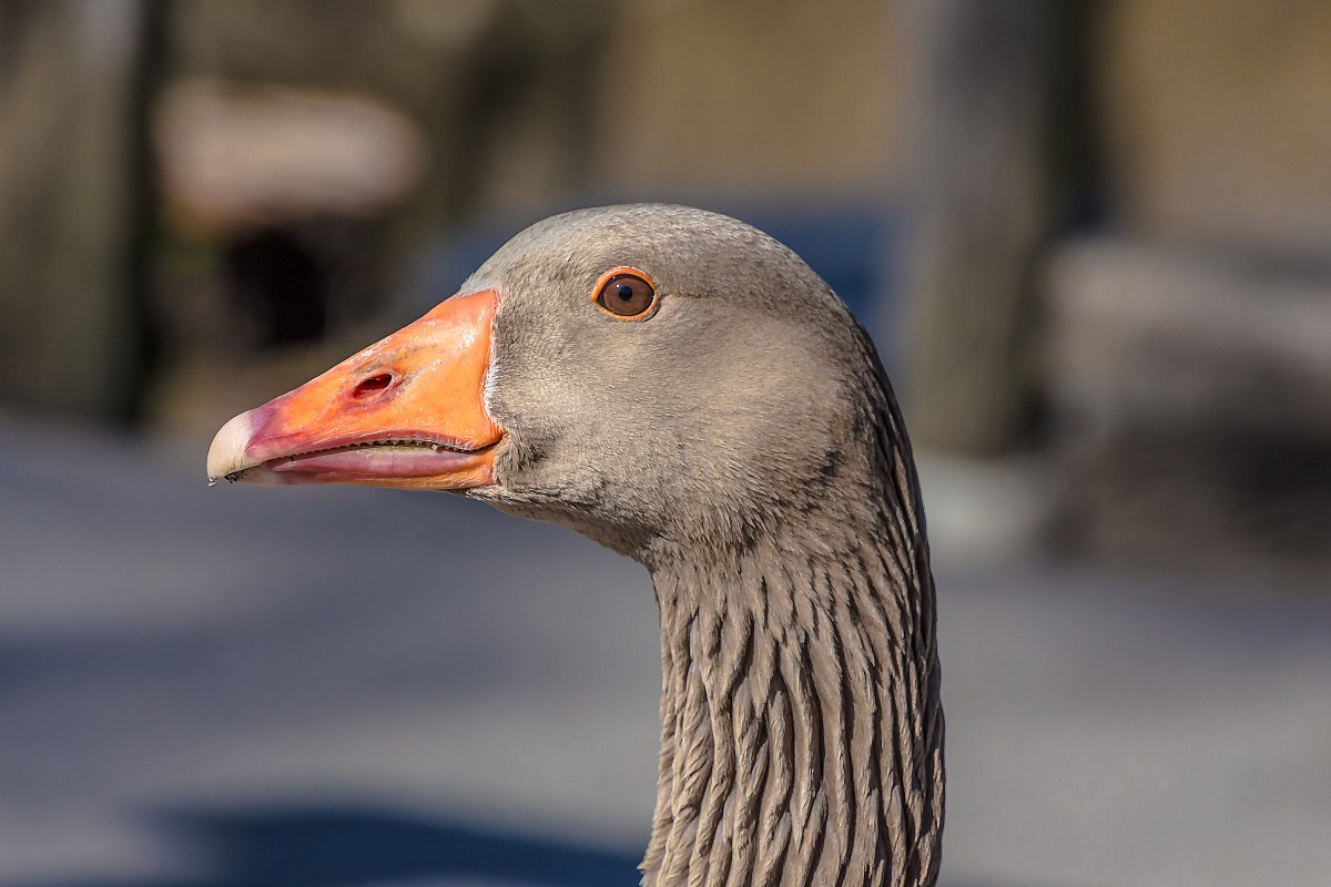 Portrait goose pilgrim