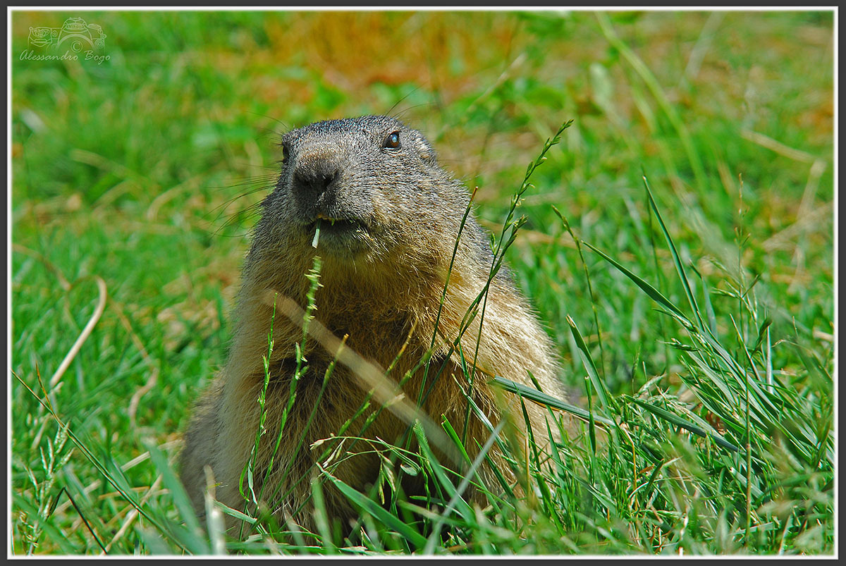 Marmot