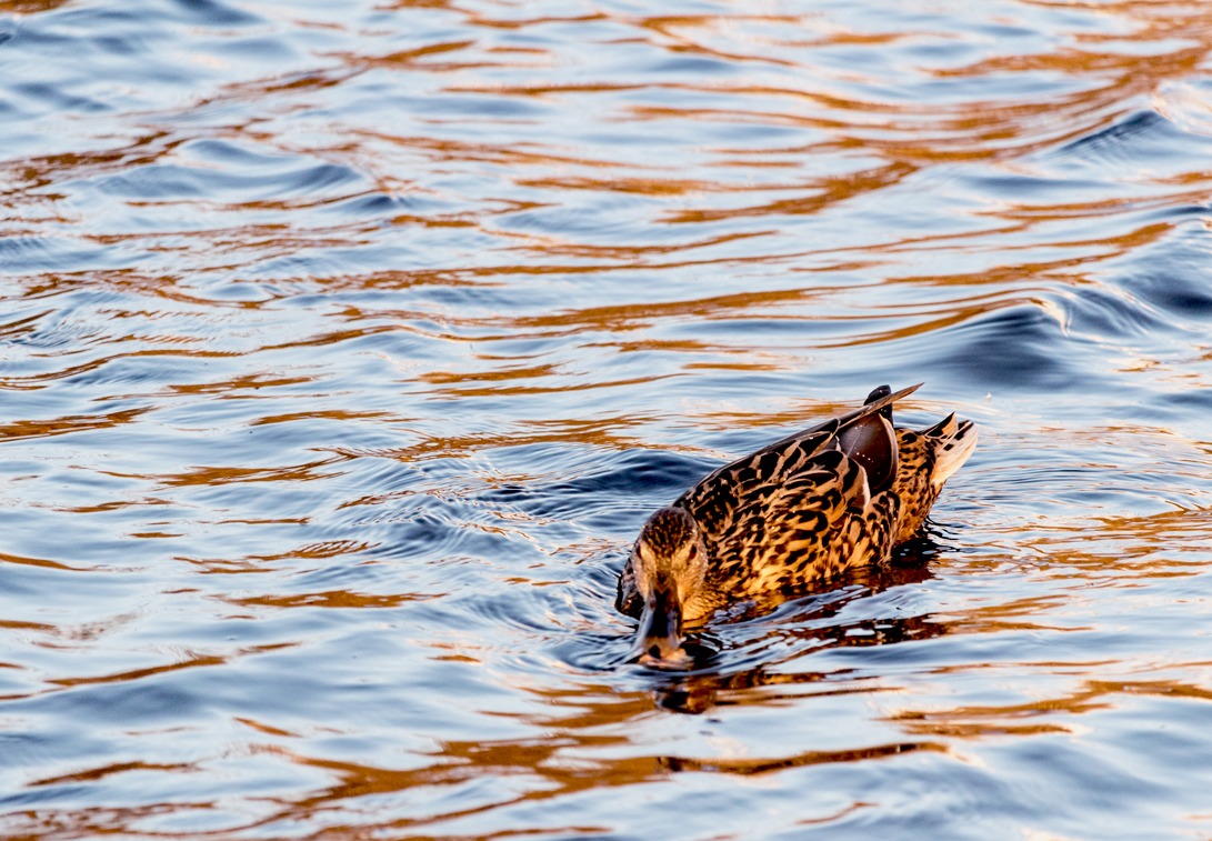 Qui ci metto il becco