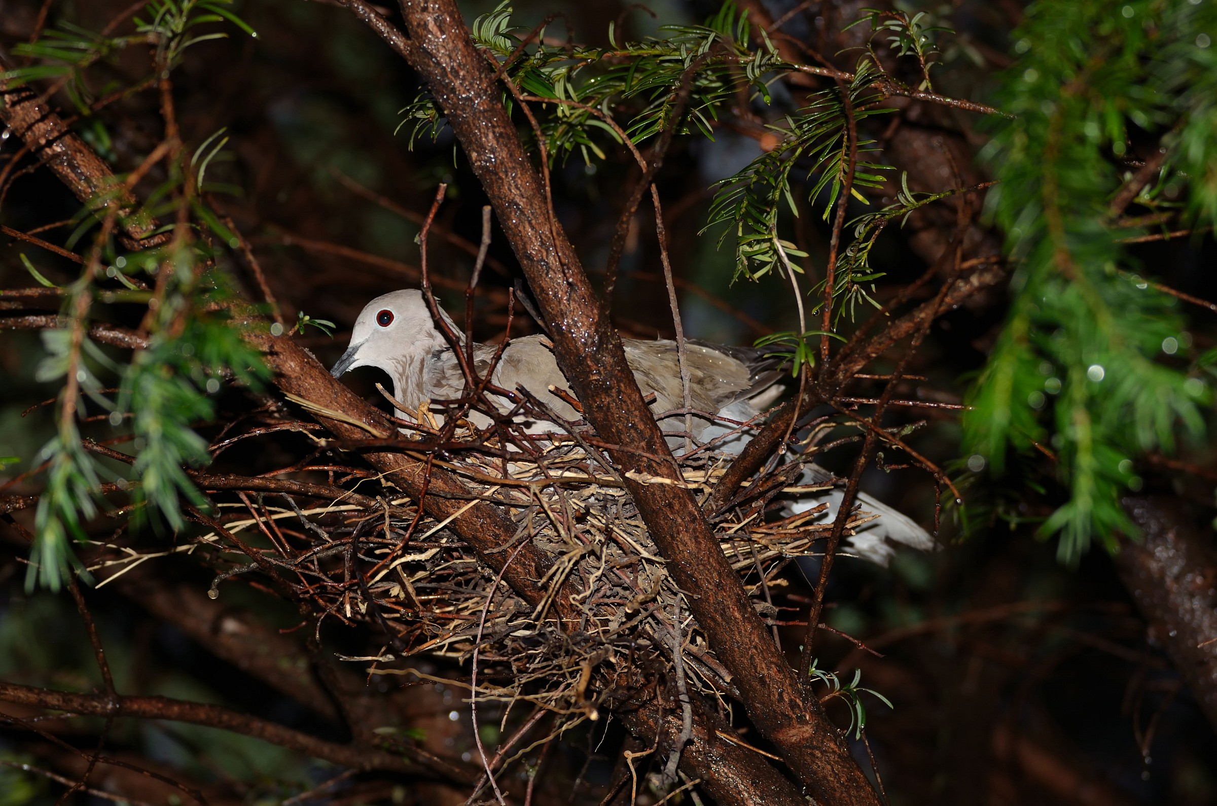 The nest of the turtle