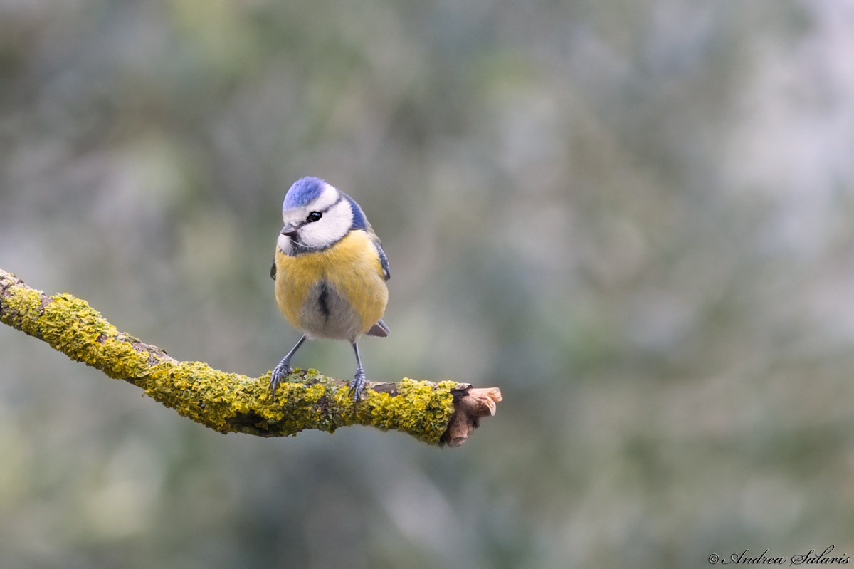 Cinciarella (Cyanistes Caeruleus)