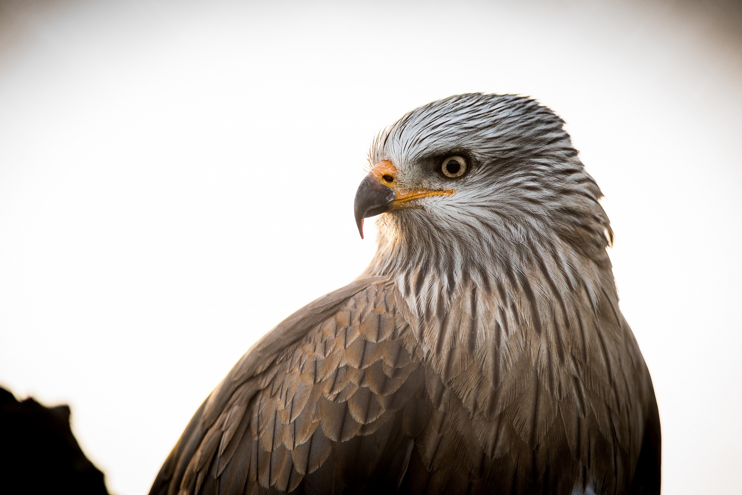 Nibbio Reale (Milvus milvus)