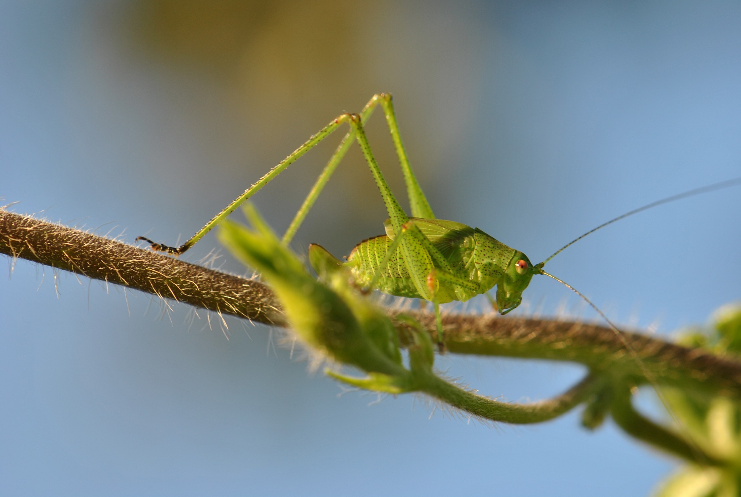 Ninfa female Tettigonidae
