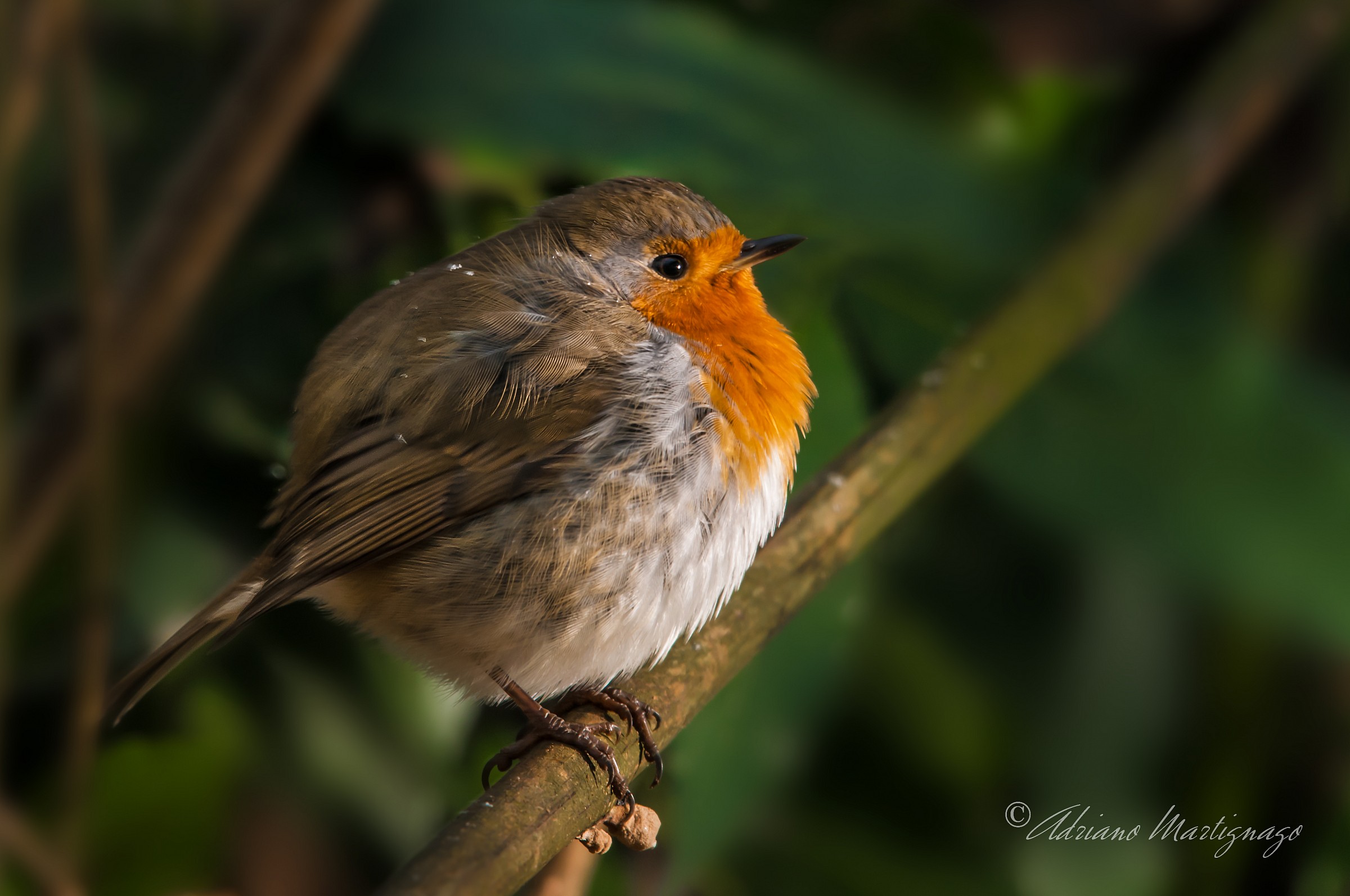 Robin