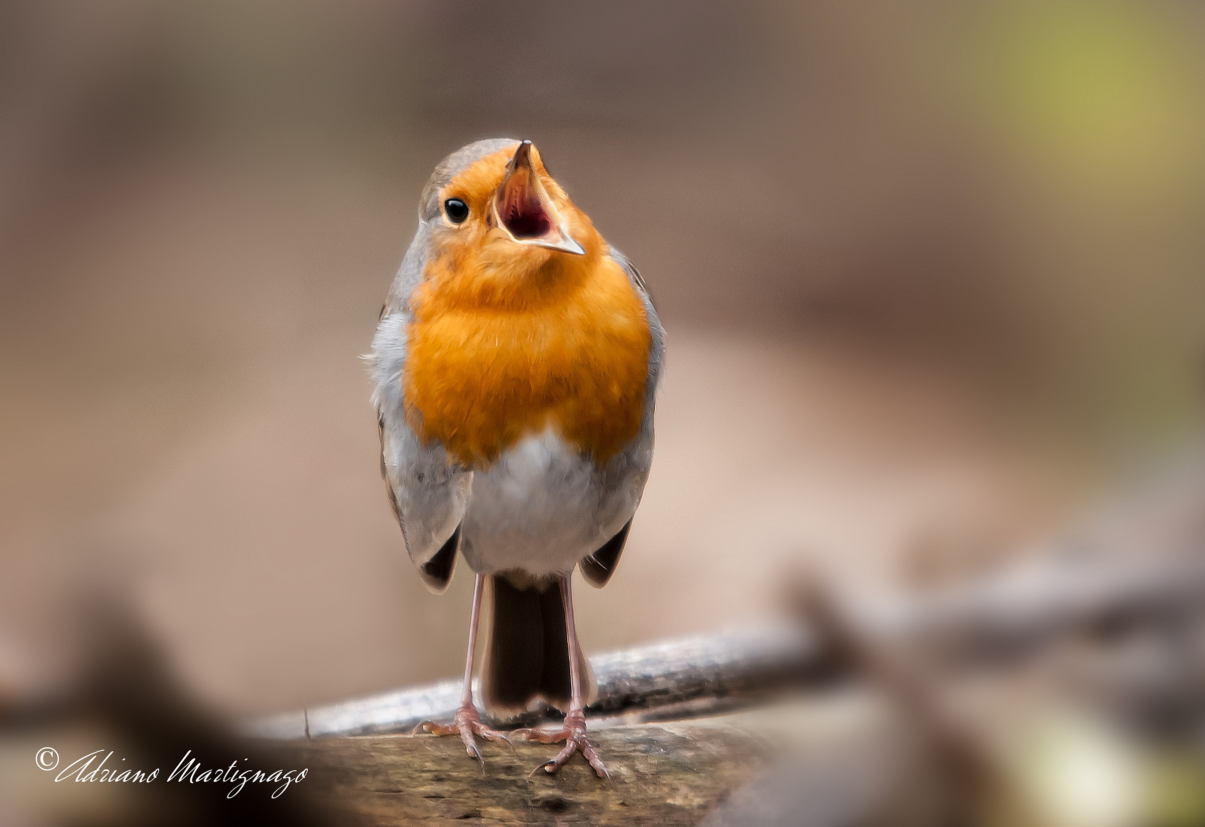 Robin - River Piave