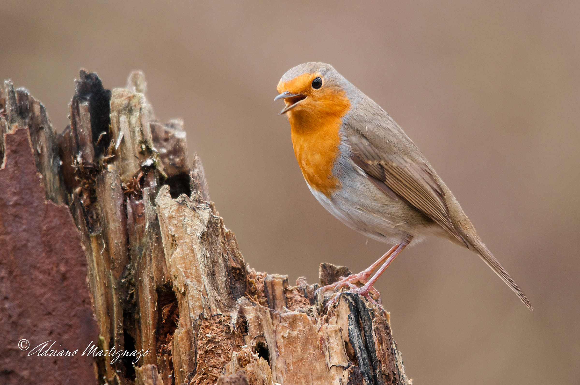 Robin - River Piave