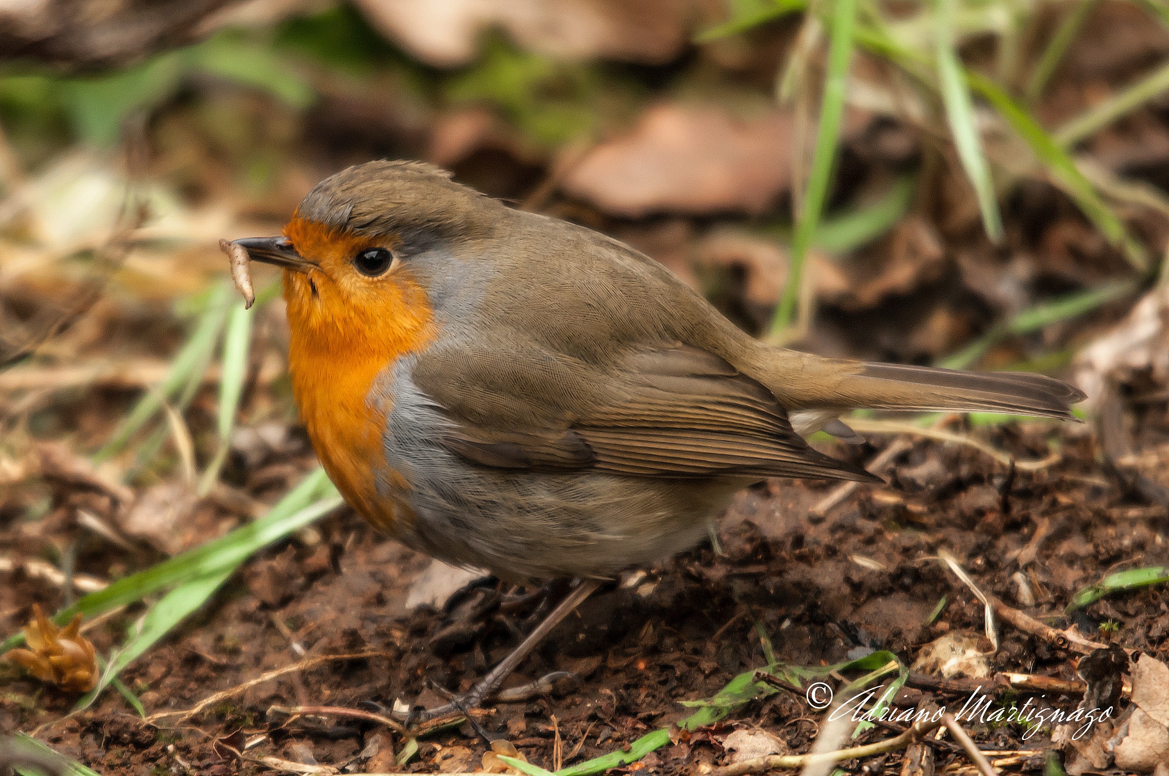 Robin - River Piave