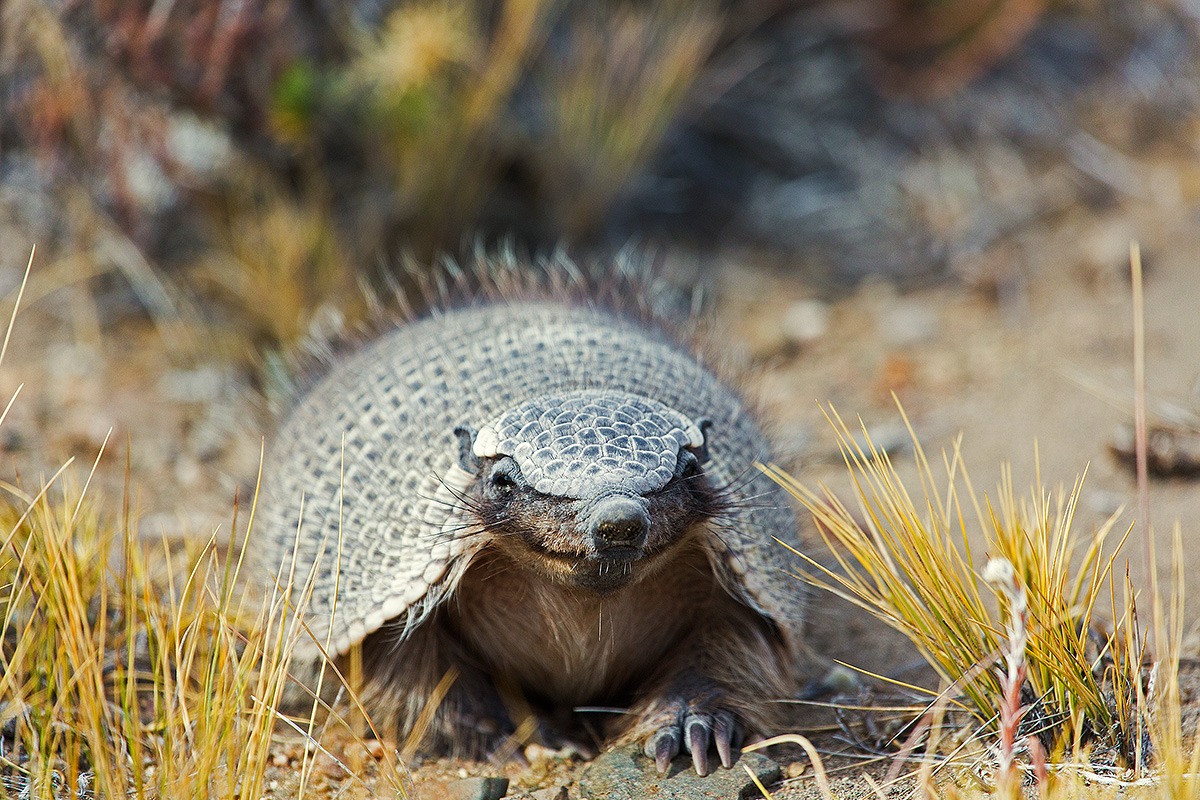Zaedyus pichiy ? (Armadillo)