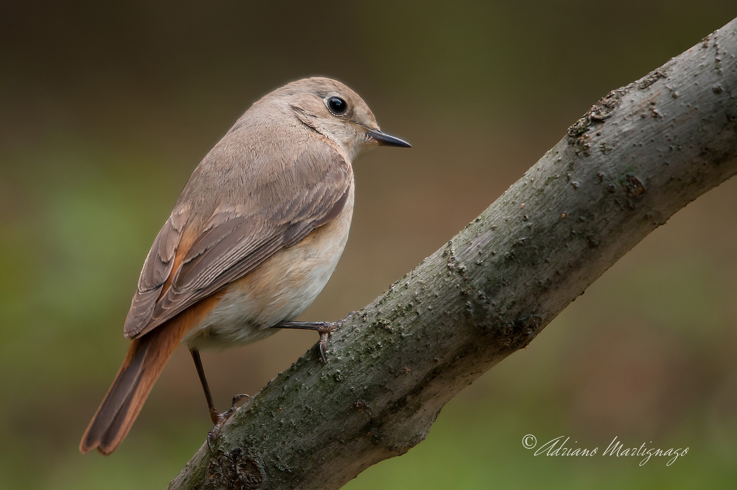 Redstart-female - River Piave