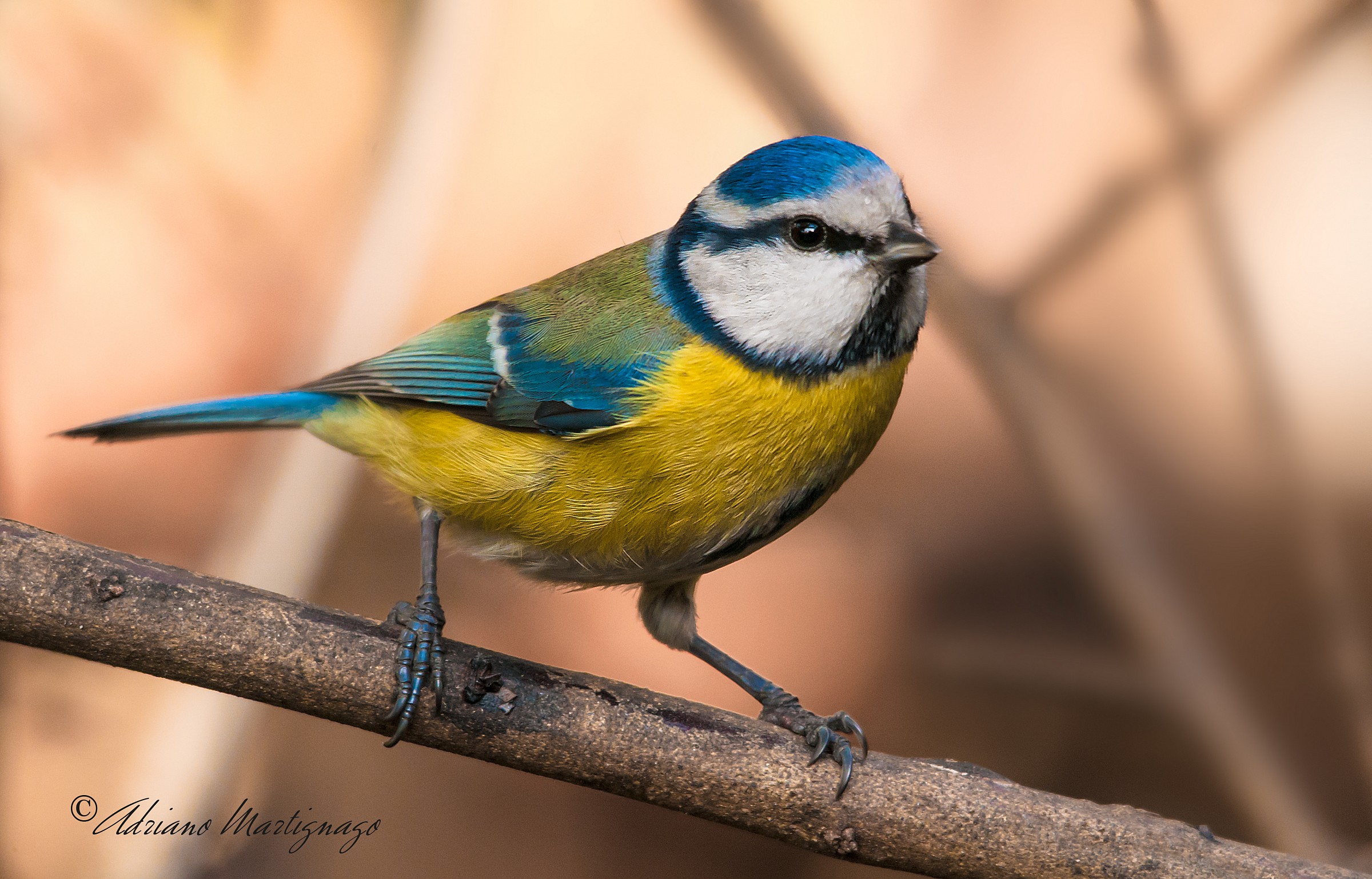 Cianciarella - River Piave