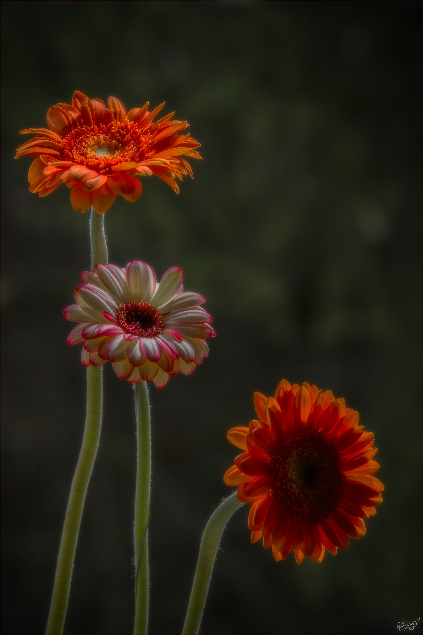 Gerberas