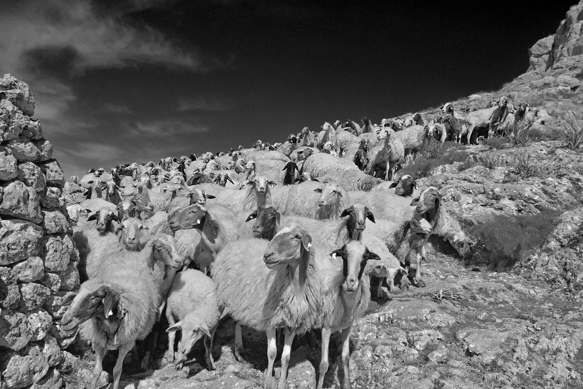 Murgia flock