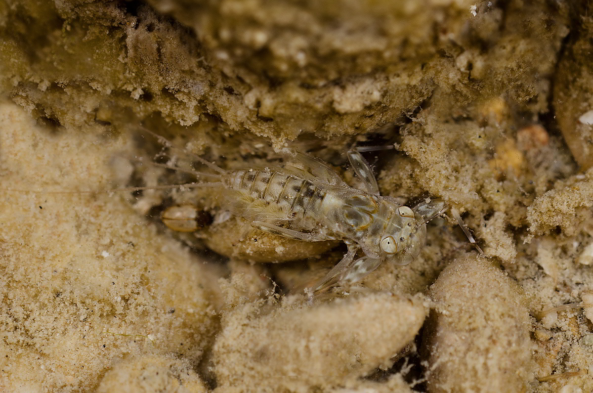 Ninfa di efemerottero.