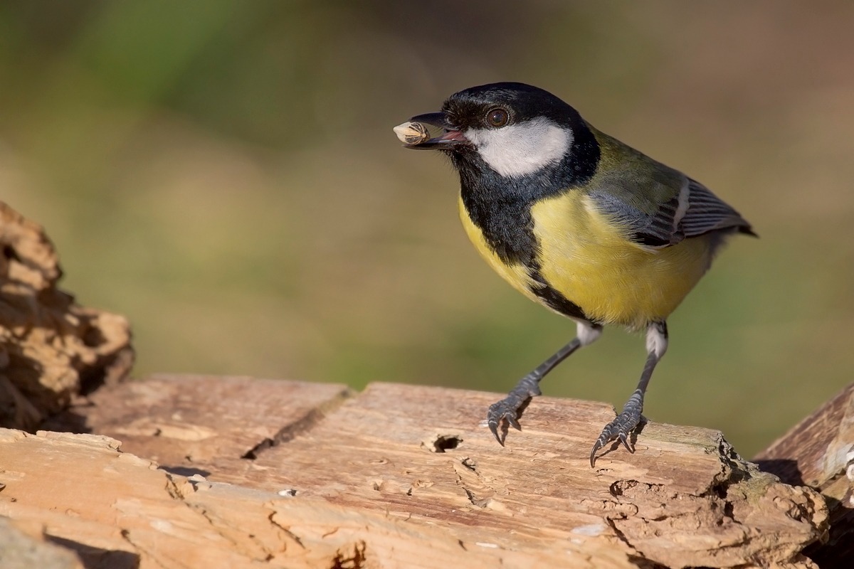 Great Tit (Parus major)