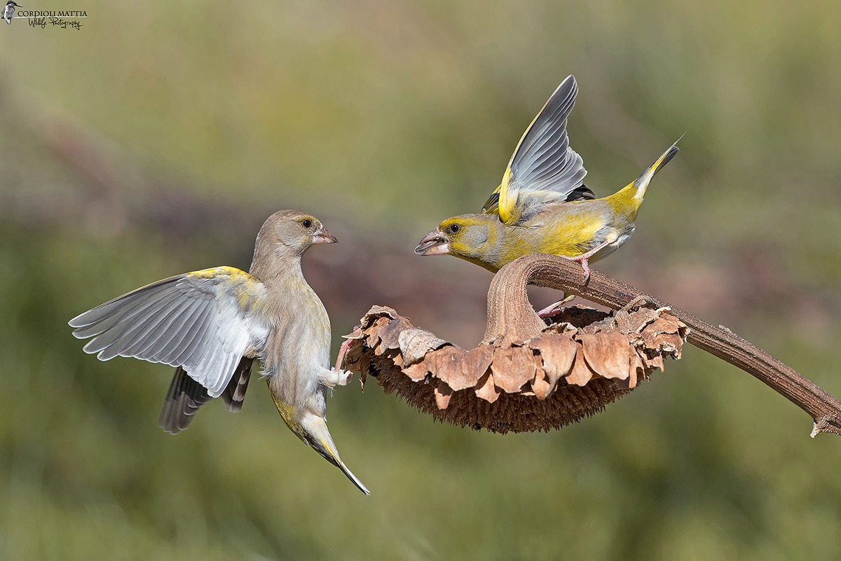 Il Dono del Verdone...