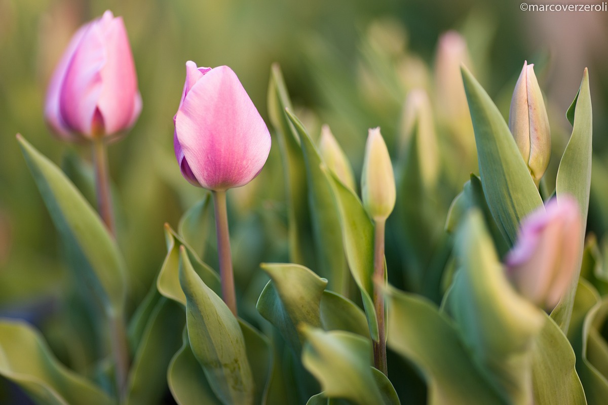 È arrivata la primavera