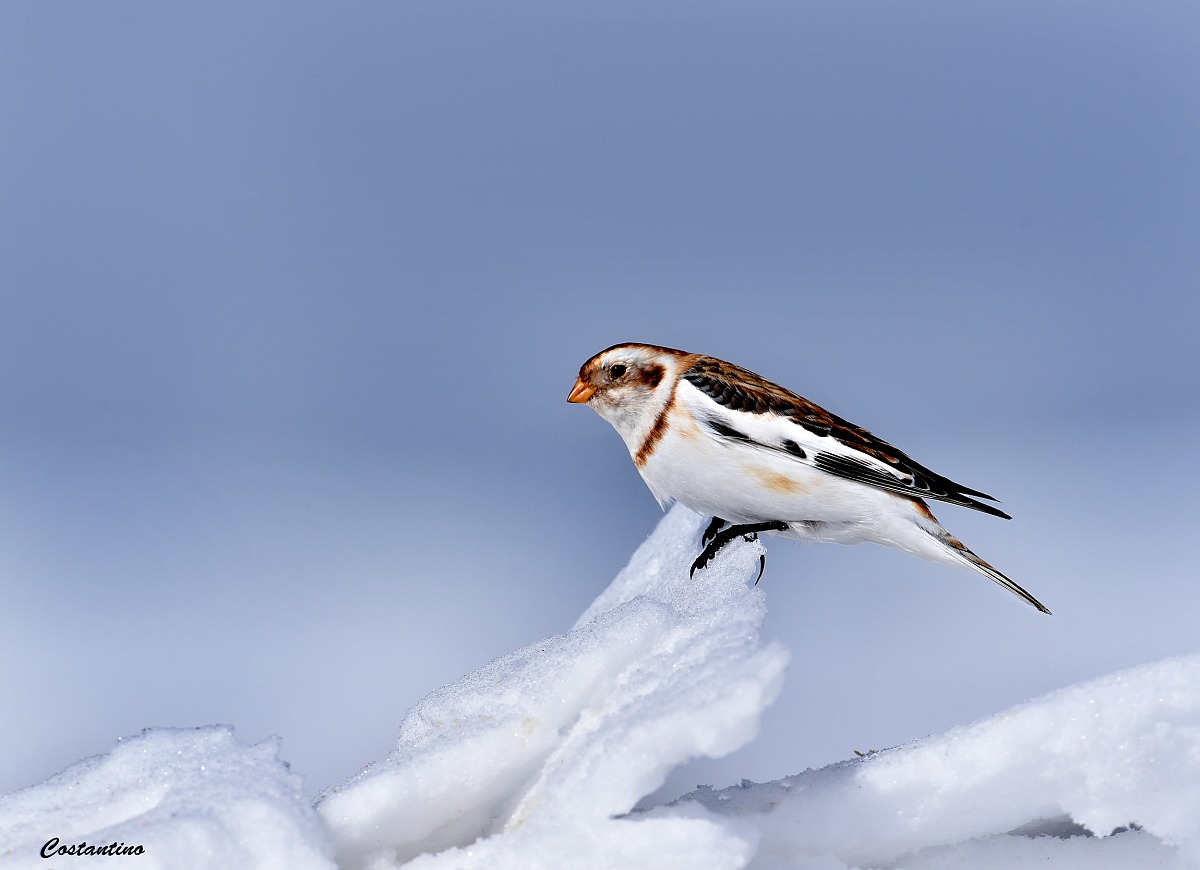 Snow Bunting (Calcarius nivales)