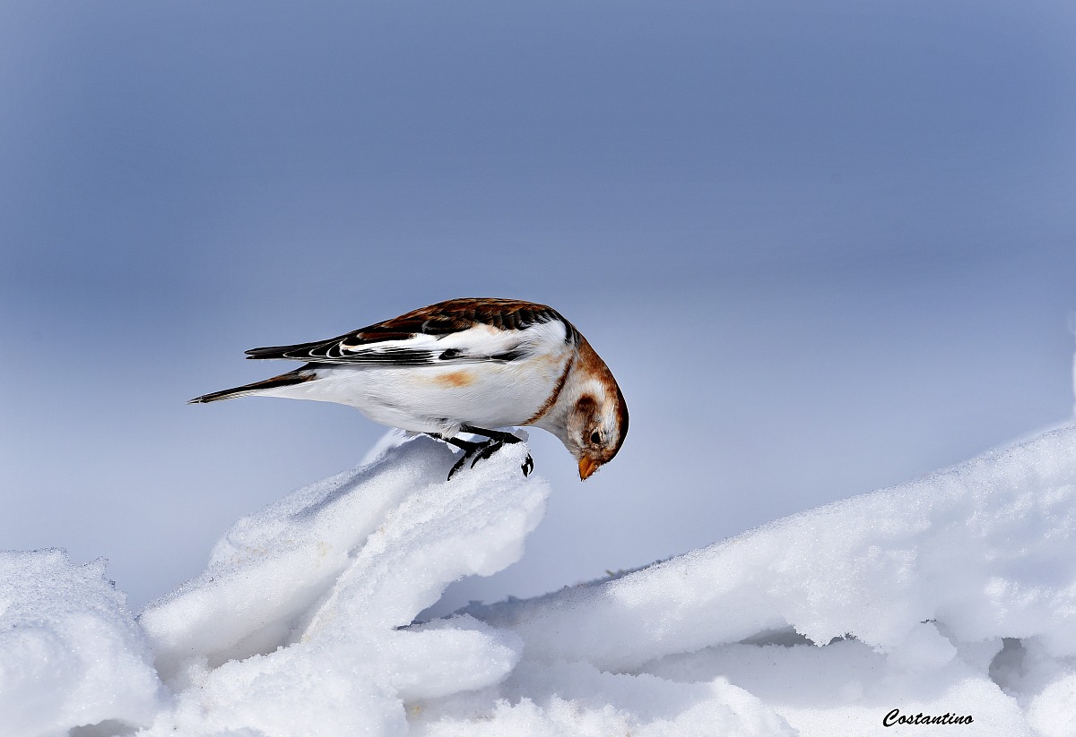 Snow Bunting (Calcarius nivales)