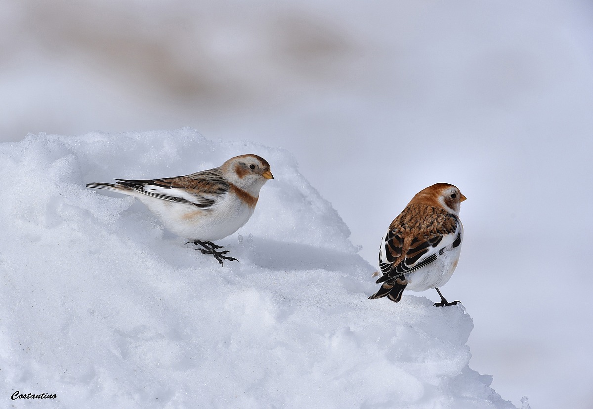 Snow Bunting (Calcarius nivales)