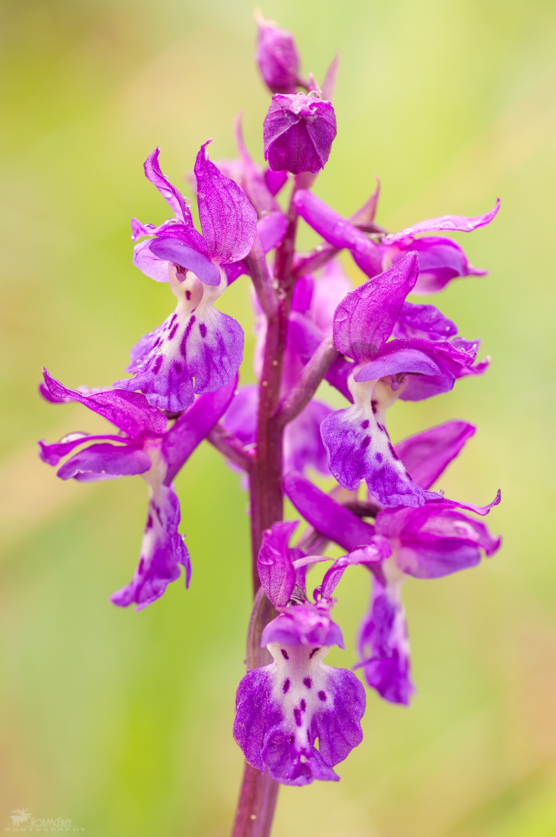 Orchis mascula subsp. ichnusae