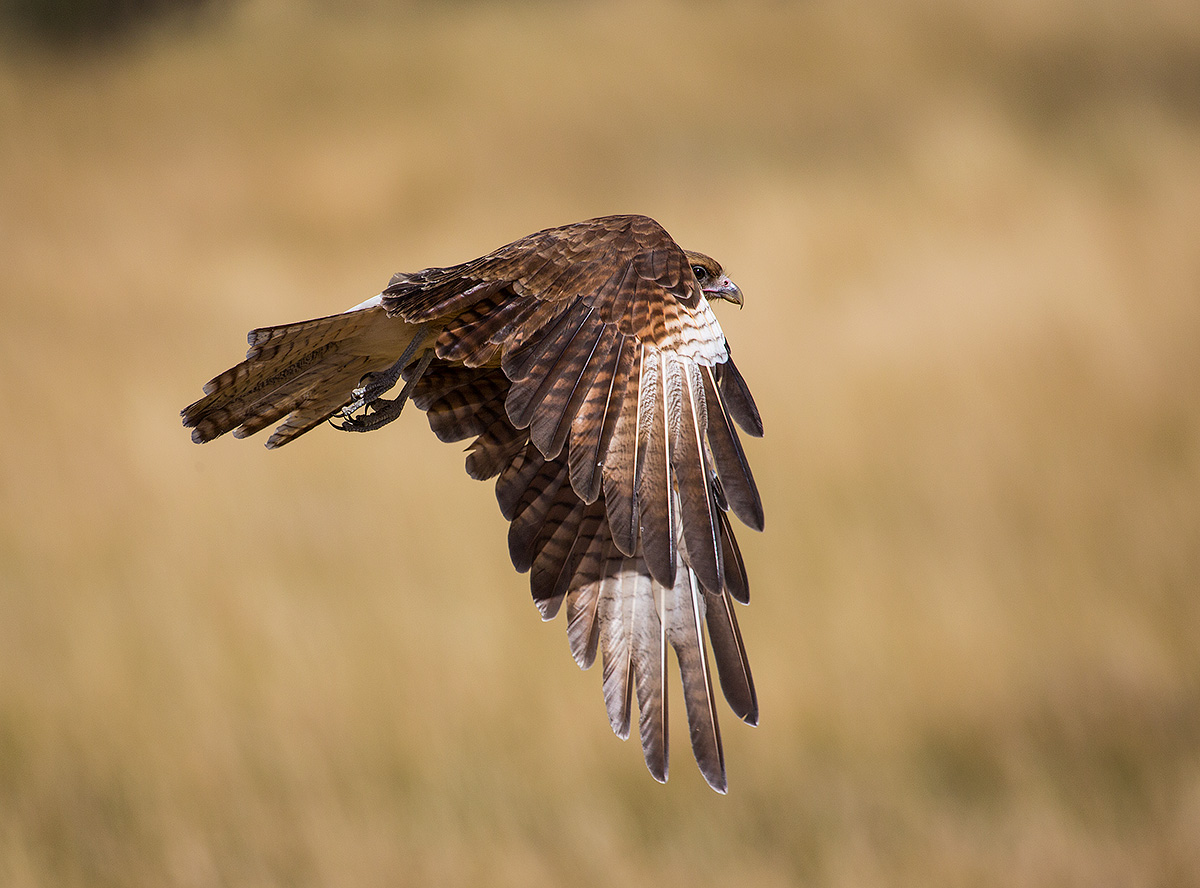 chimango (Milvago chimango)