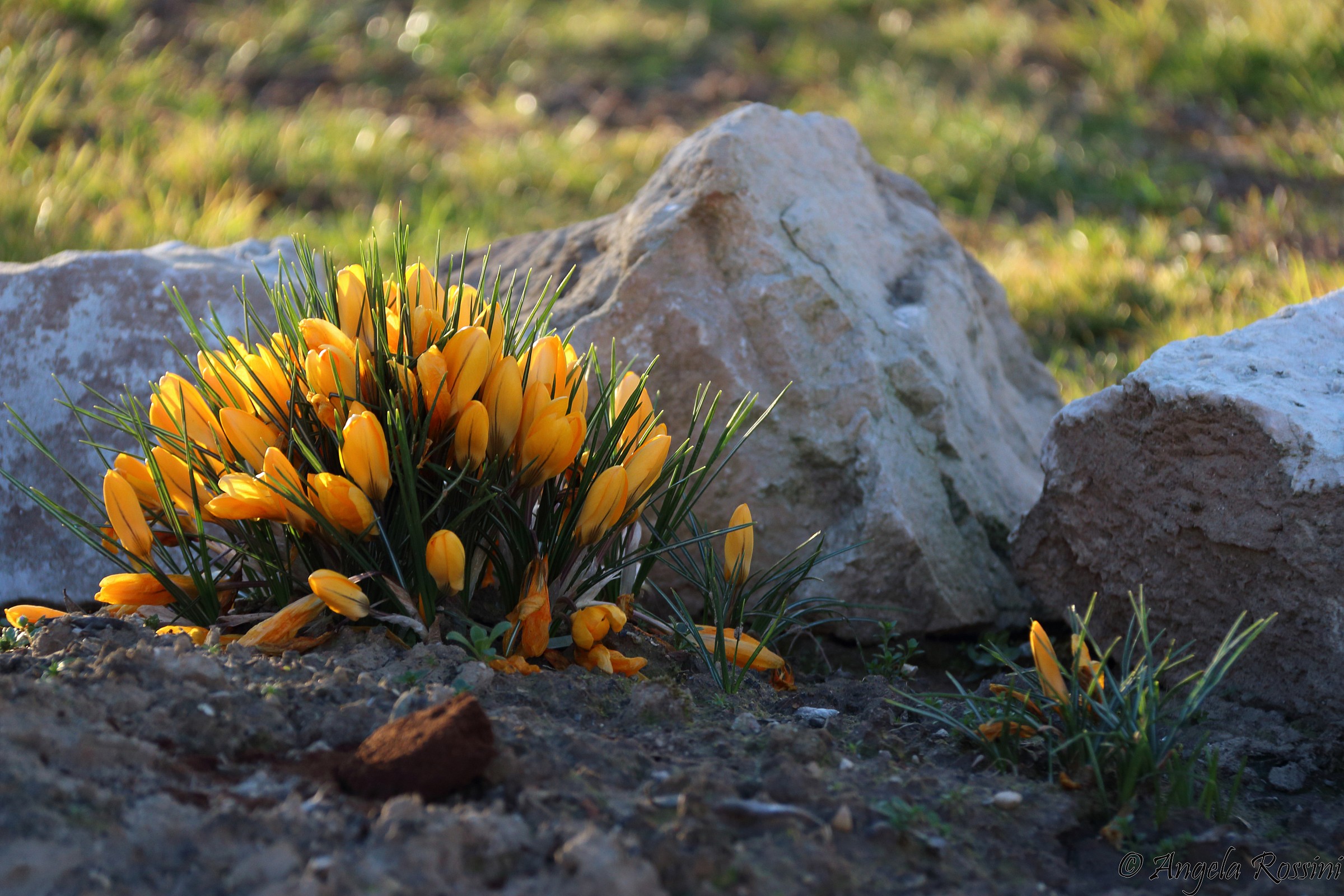 The first crocus