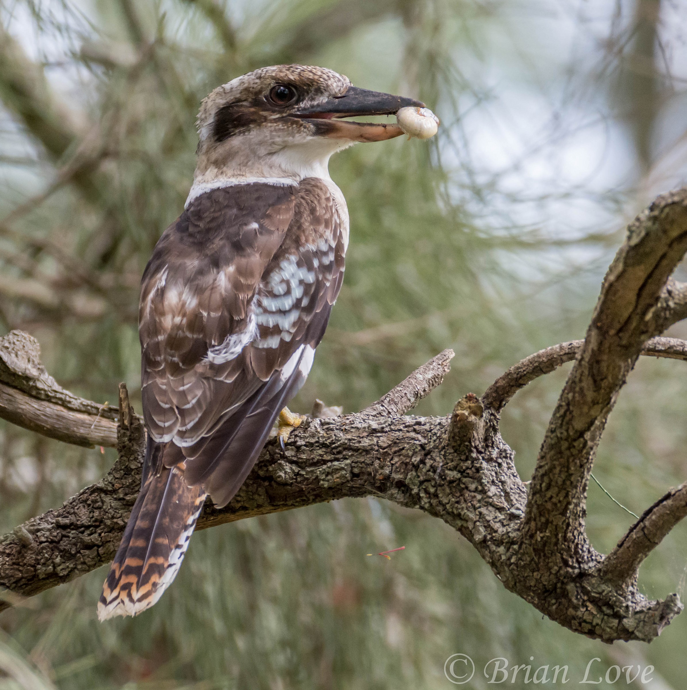 Kookaburra