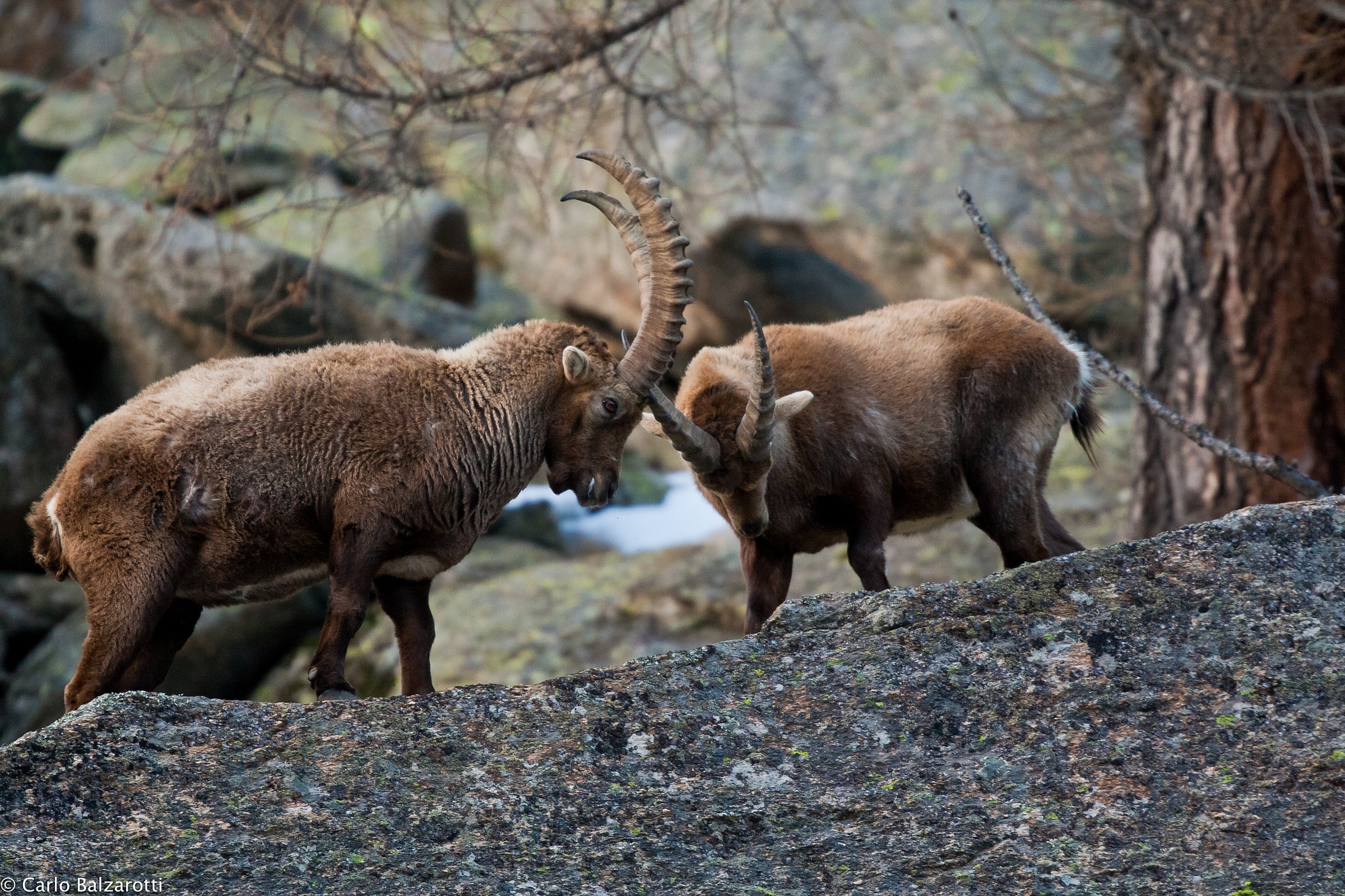 incornate tra stambecchi