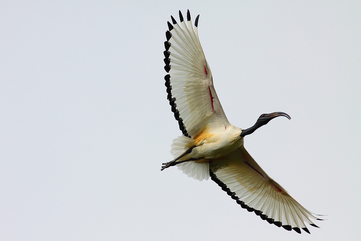 ibis al volo