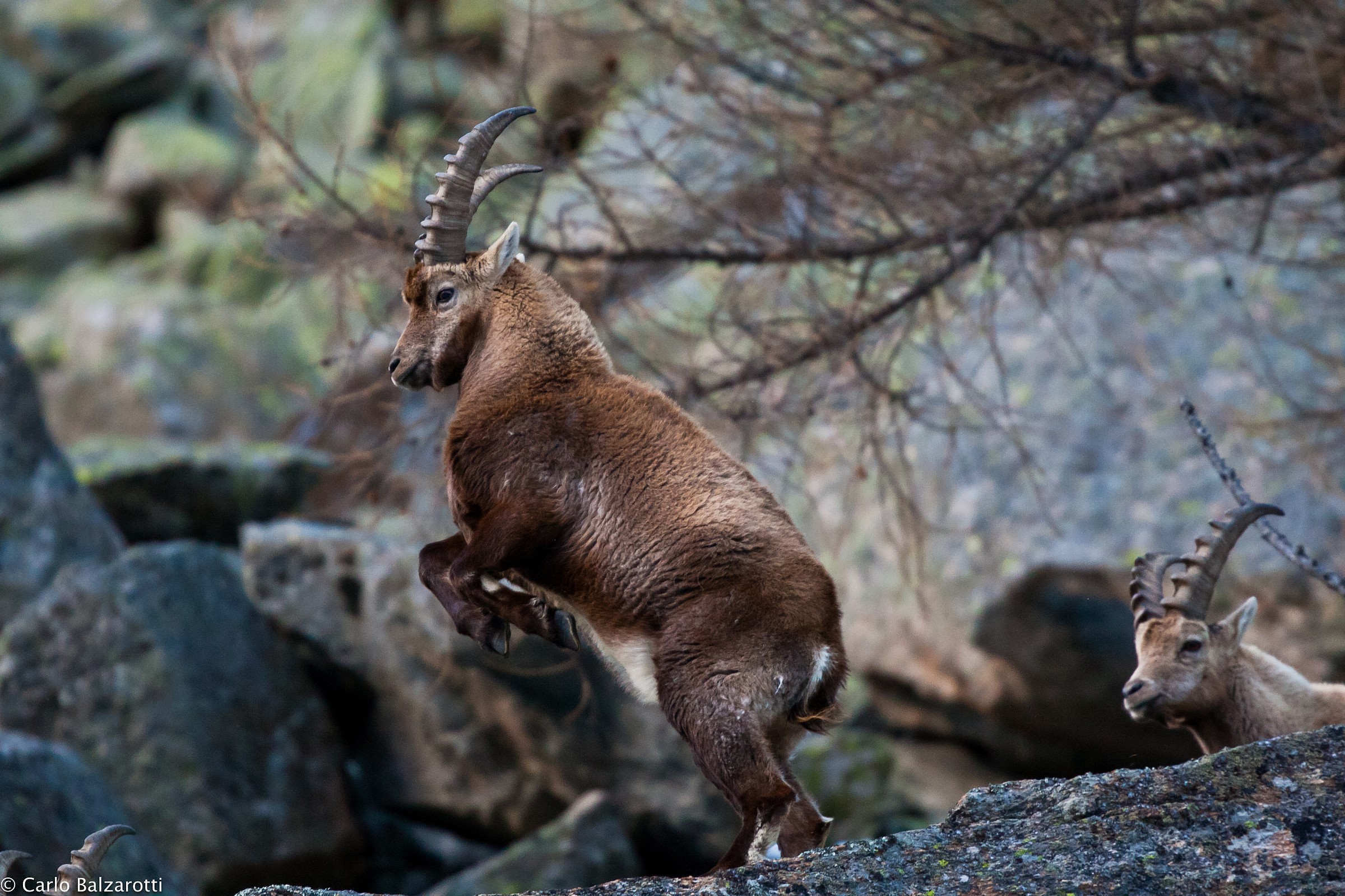 ibex