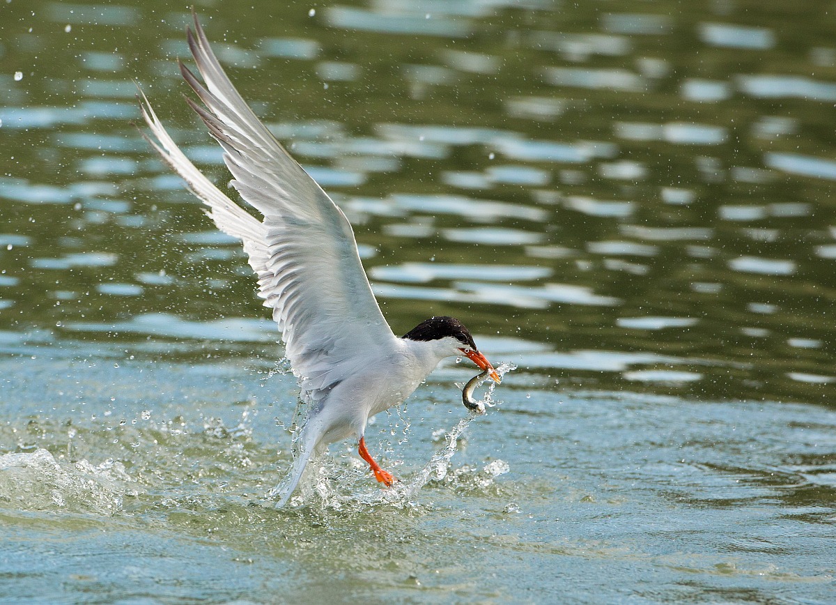 tern
