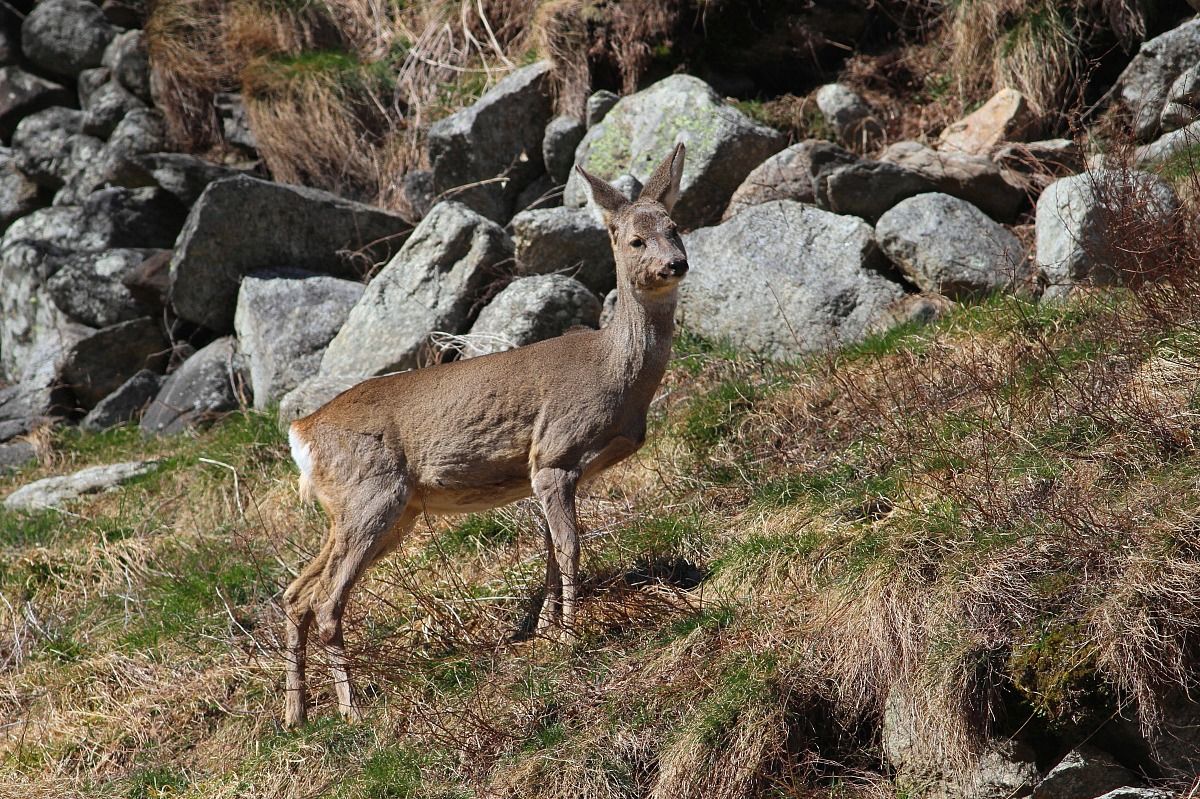 roe deer